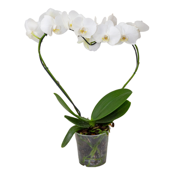 Orquídea Phalaenopsis Coração Pote 12 - Sortido