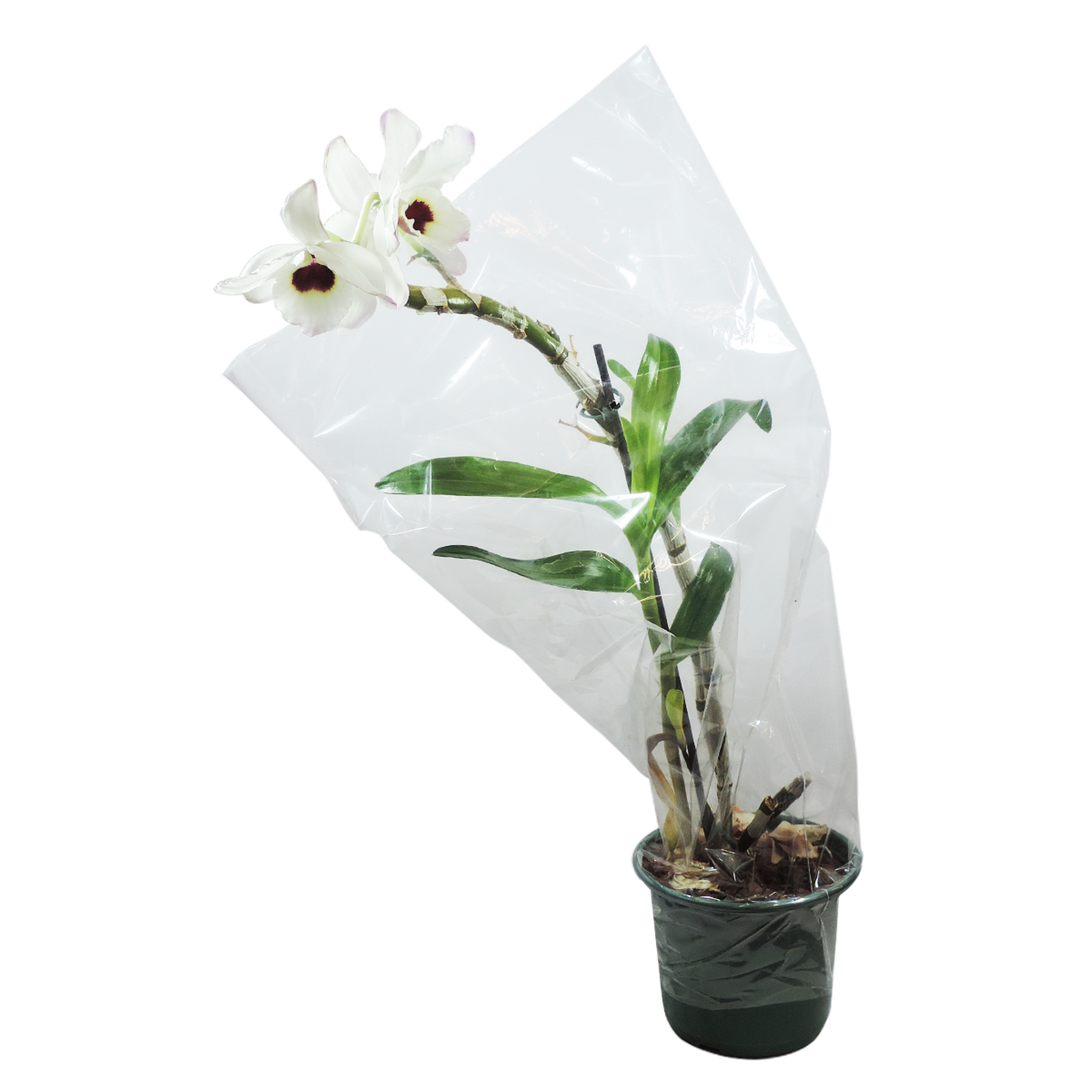 Orquídea Dendrobium Nobily Pote 15 - Sortido