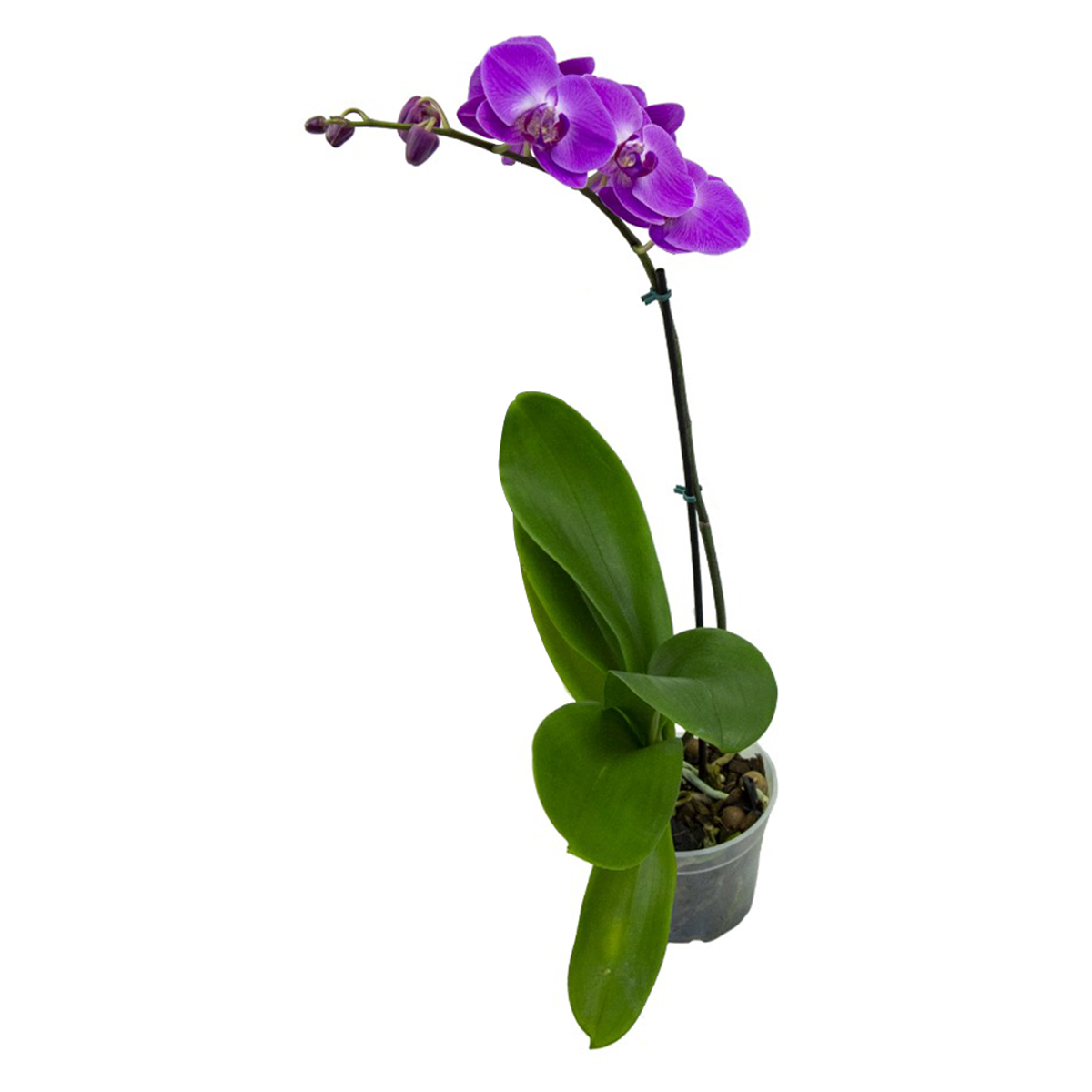 Orqu&iacute;dea Phalaenopsis Pote 15 - Sortida