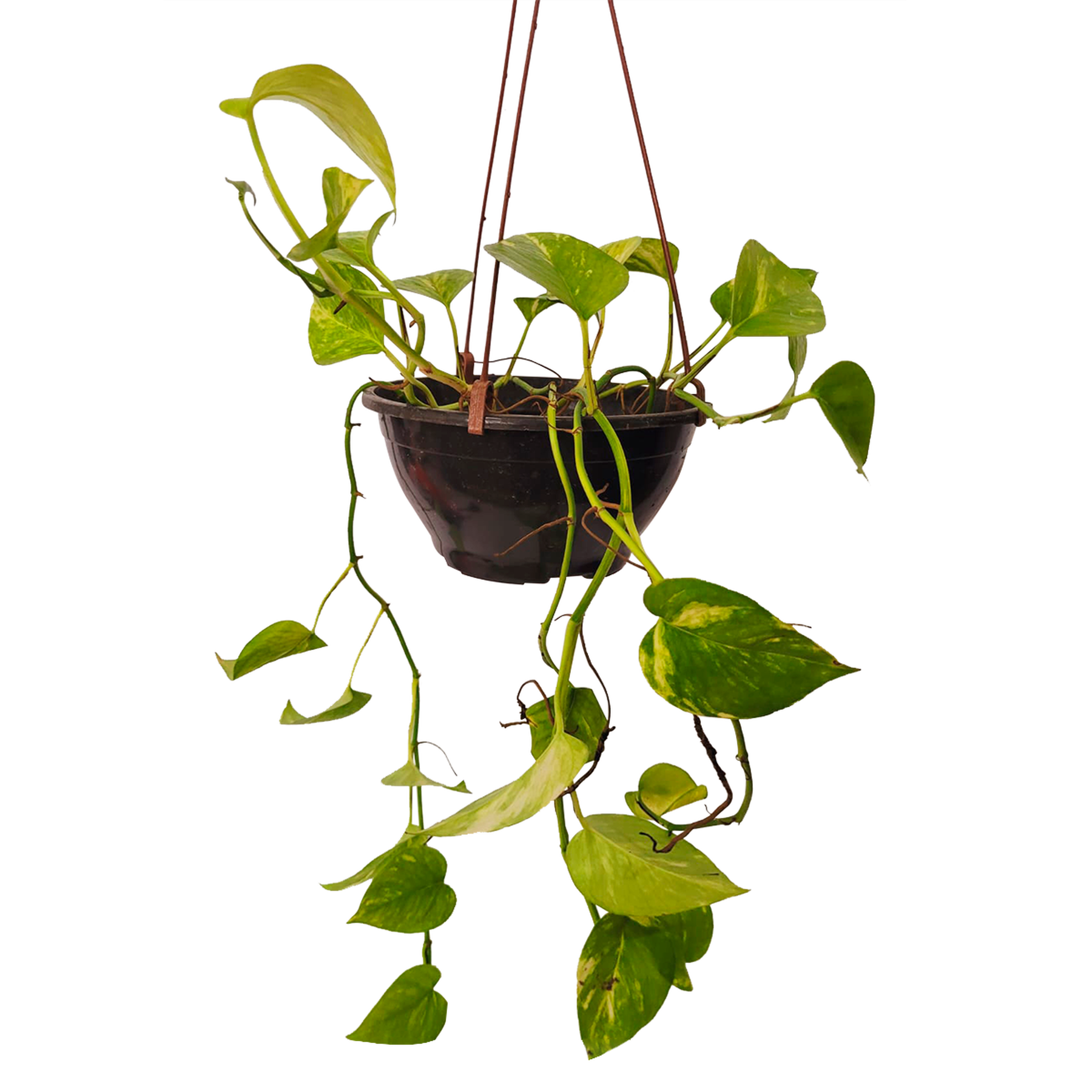 Jiboia Verde Cuia 21