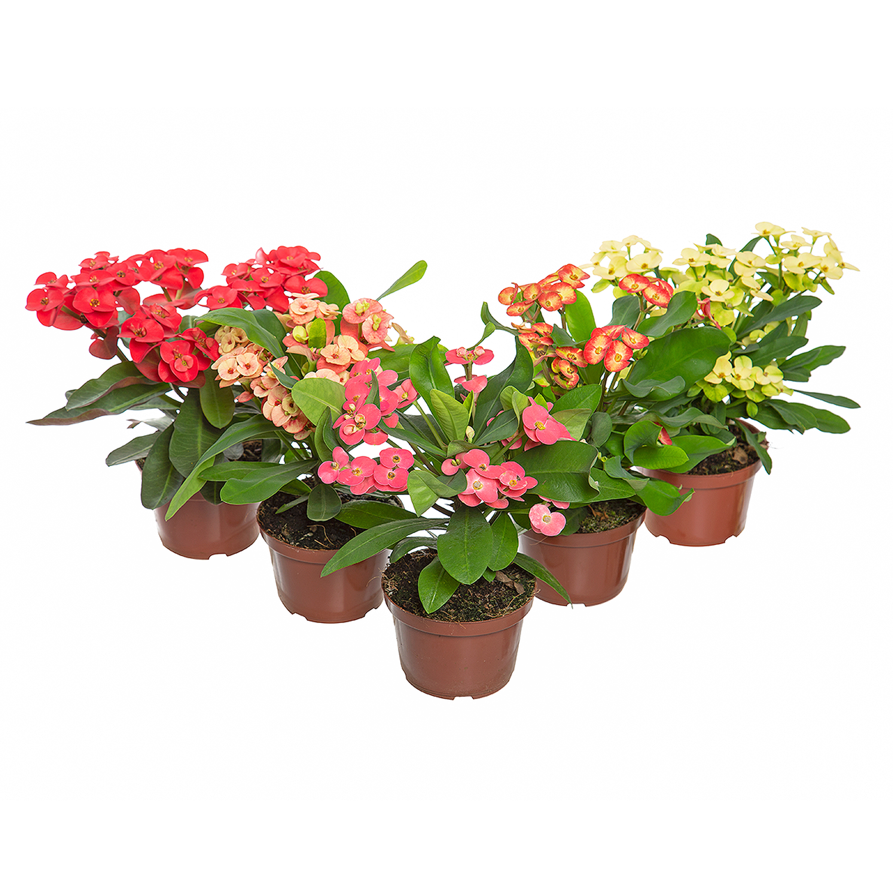 Euphorbia Milii Miliiana Pote 11 - Sortido