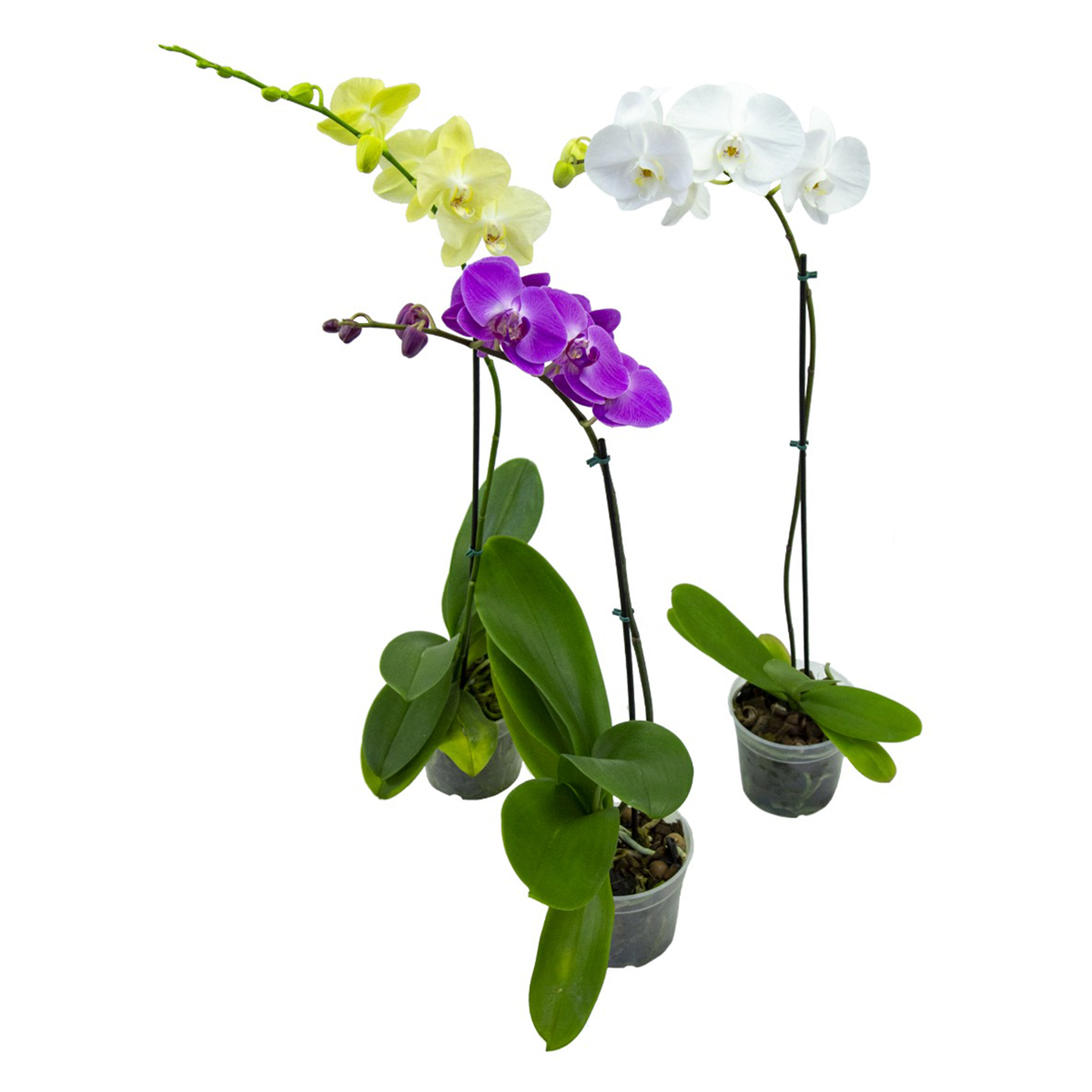 Phalaenopsis Pote 15 - Sortida