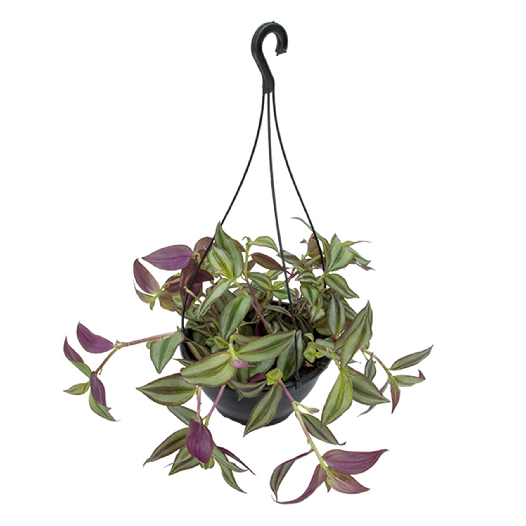 Tradescantia Zebrina Lambari Cuia 21