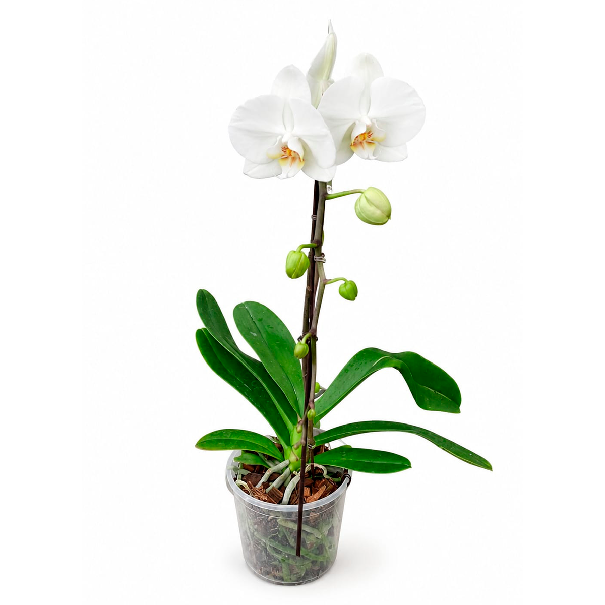 Orqu&iacute;dea Phalaenopsis Cascata Especial Marcelo Almeida Pote 15 Sortida
