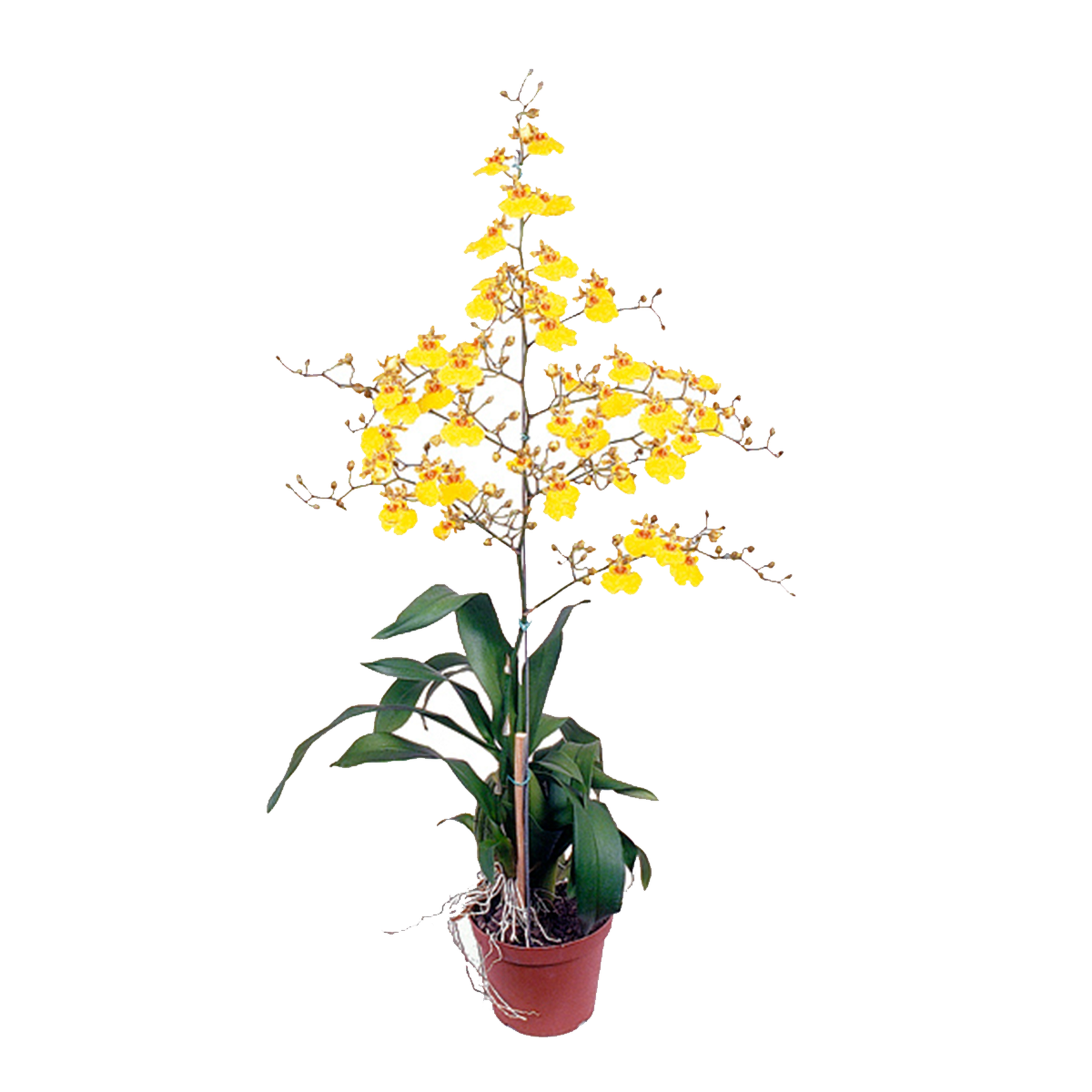 Orqu&iacute;dea Oncidium Aloha Pote 15