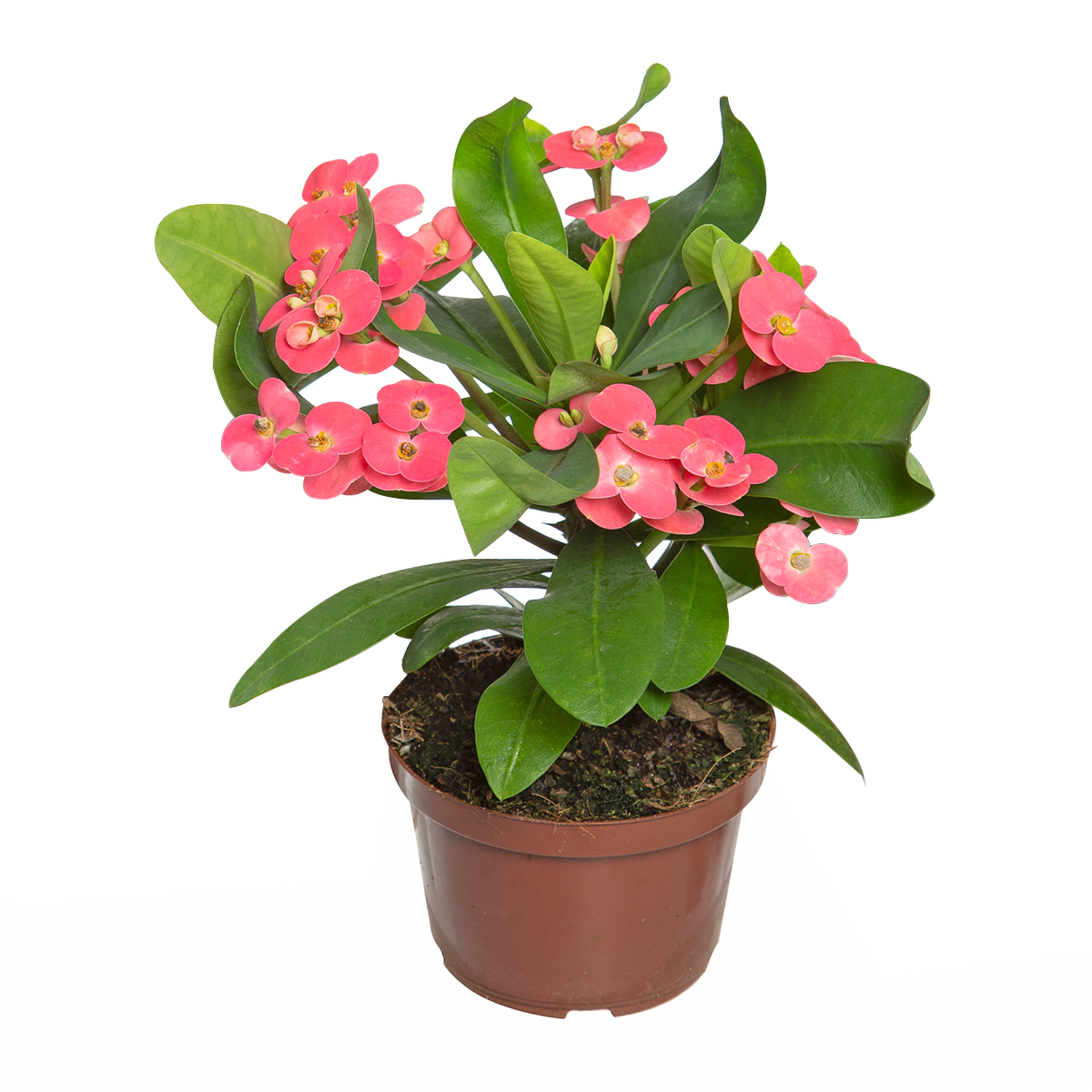 Euphorbia Milii Miliiana Pote 11 - Sortido