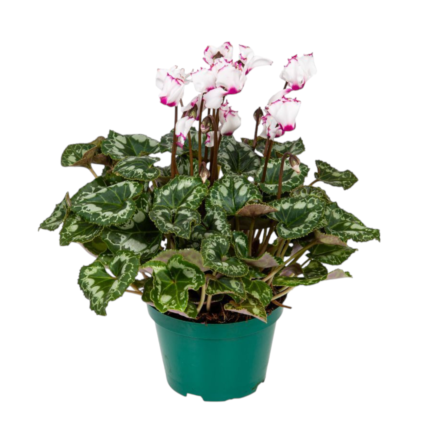 Cyclamen Absolu de Morel com Cheiro Pote 11