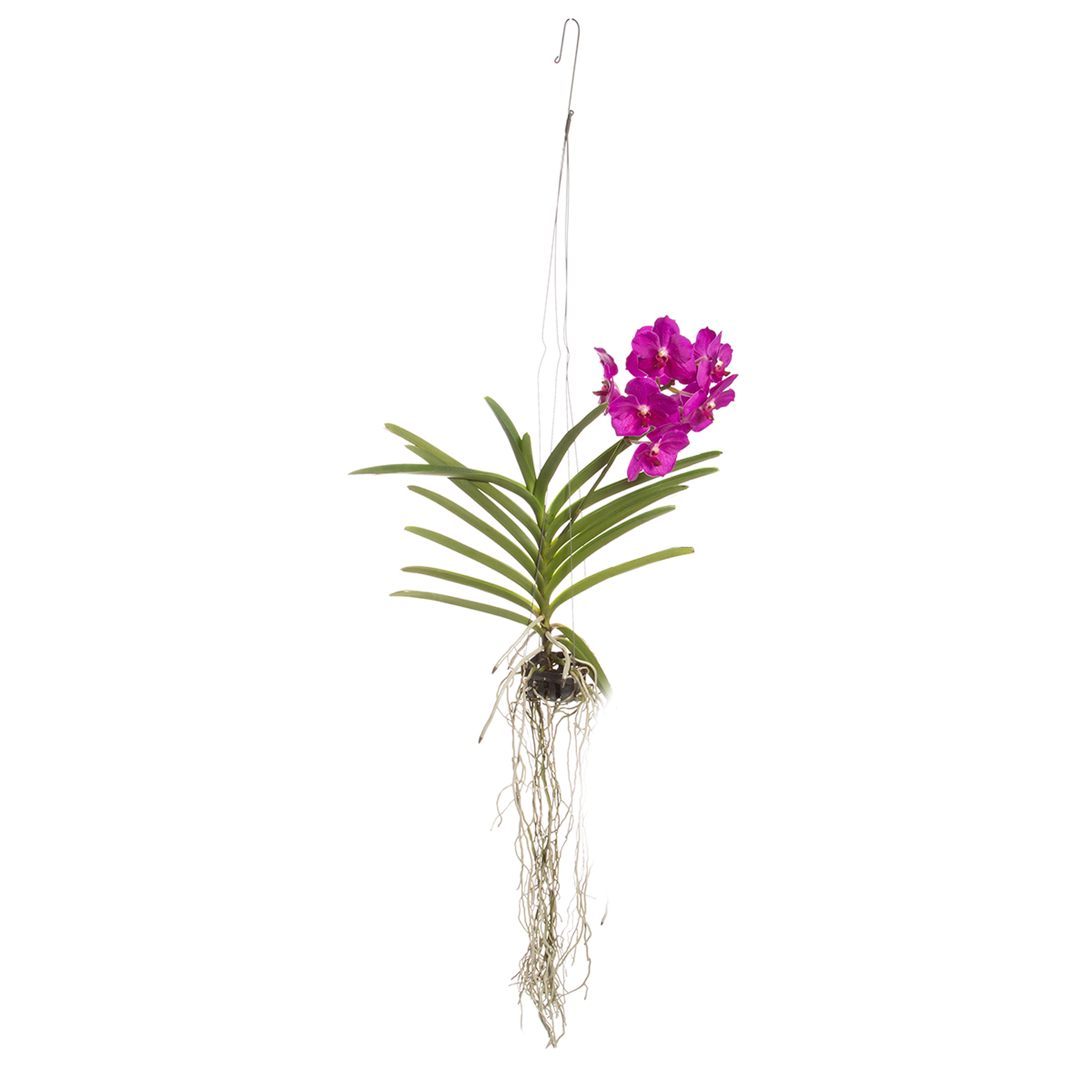 Orquídea Vanda Média - Sortido