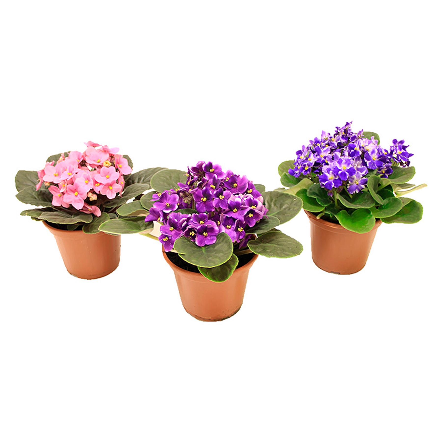 Violeta Pote 15 - Sortida
