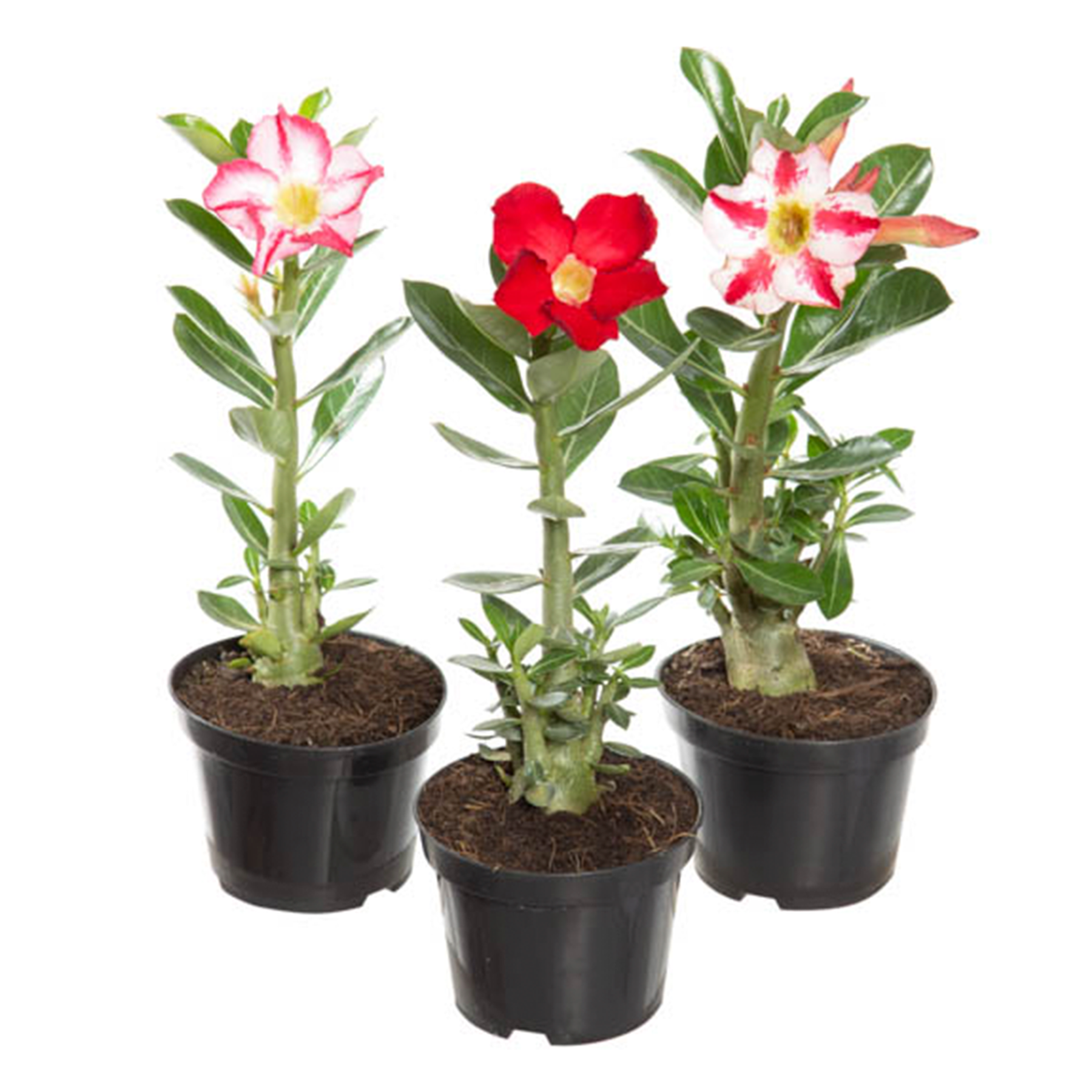 Rosa do Deserto com Flor Pote 11 - Sortida