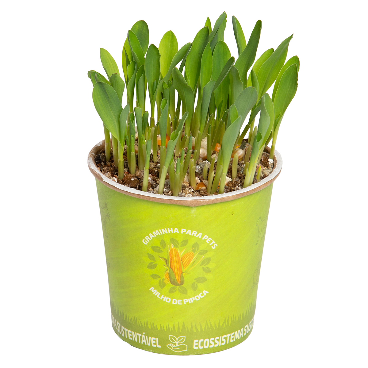 Graminha para Pets Milho de Pipoca Zea Mays Pote 10 - Vaso Biodegrad&aacute;vel