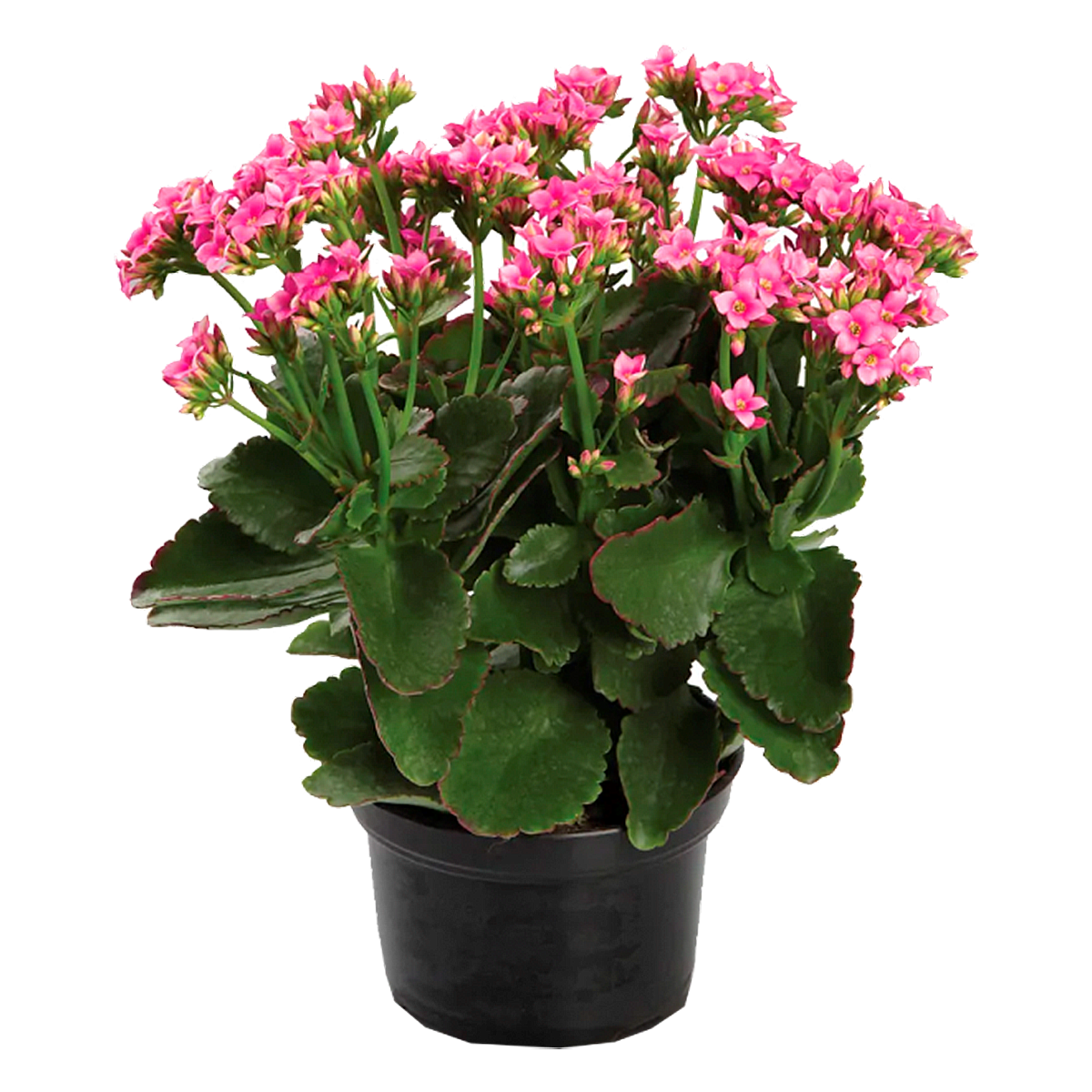 Kalanchoe Pote 15 - Sortido