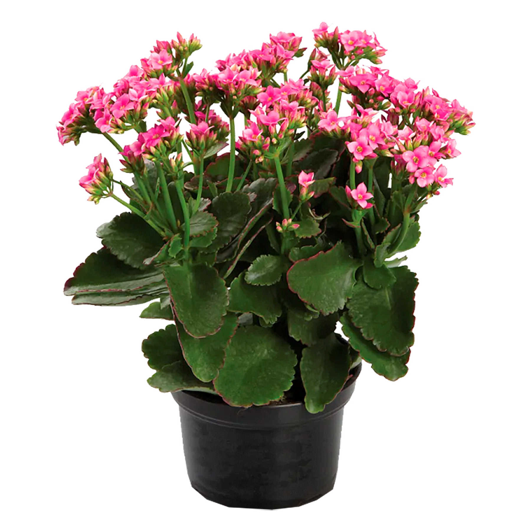 Kalanchoe Pote 15 - Sortido