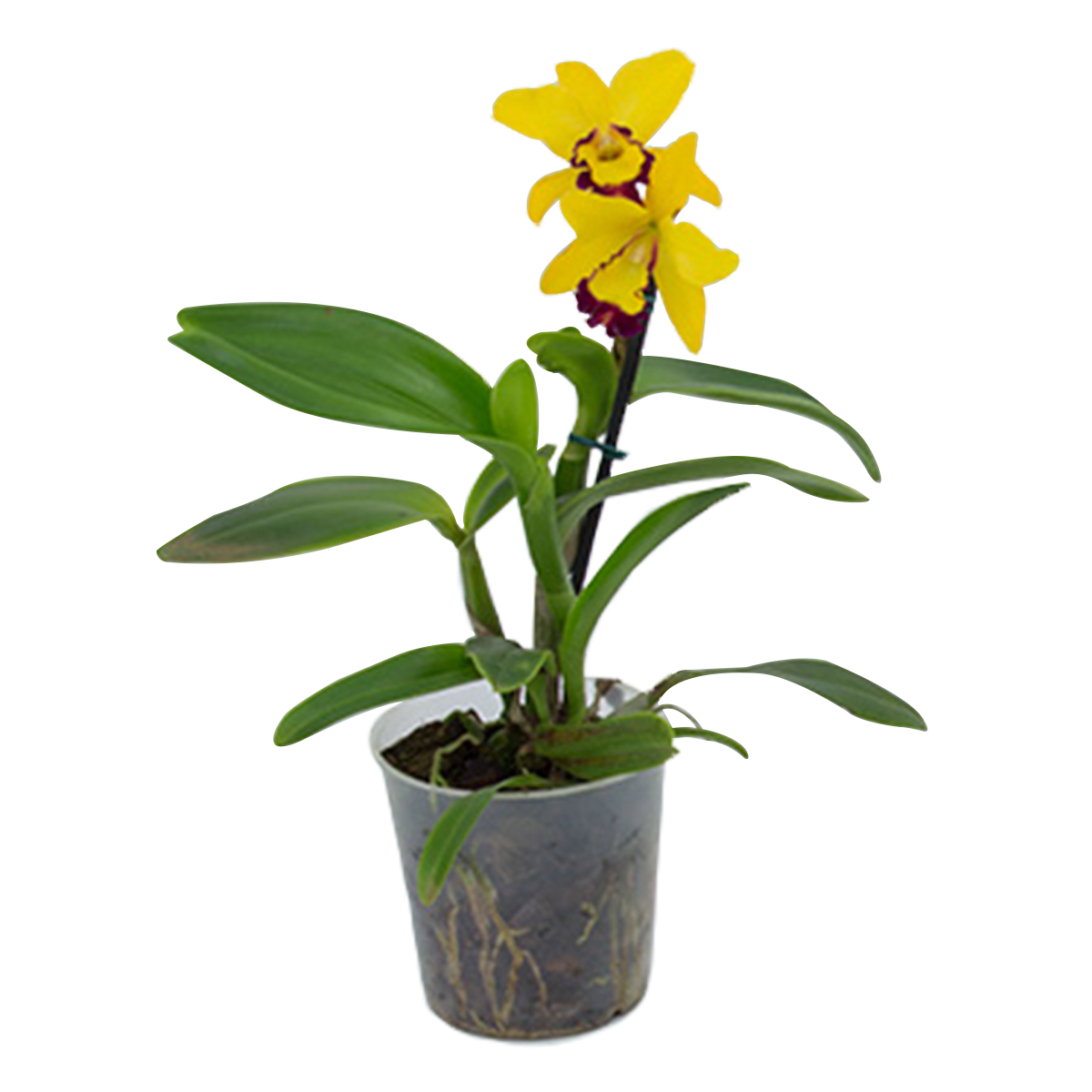 Orqu&iacute;dea Cattleya Mini Pote 12