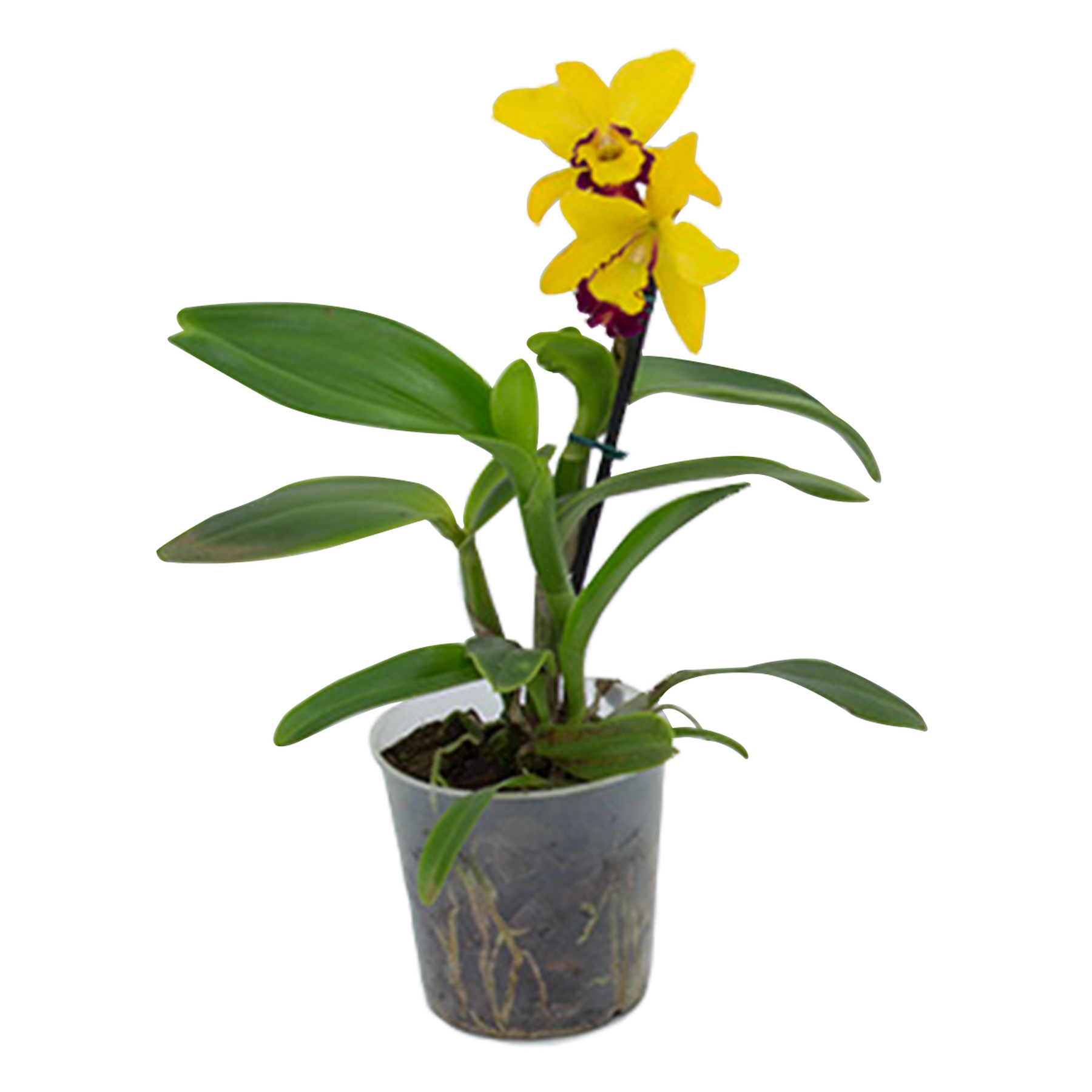 Orqu&iacute;dea Cattleya Mini Pote 12