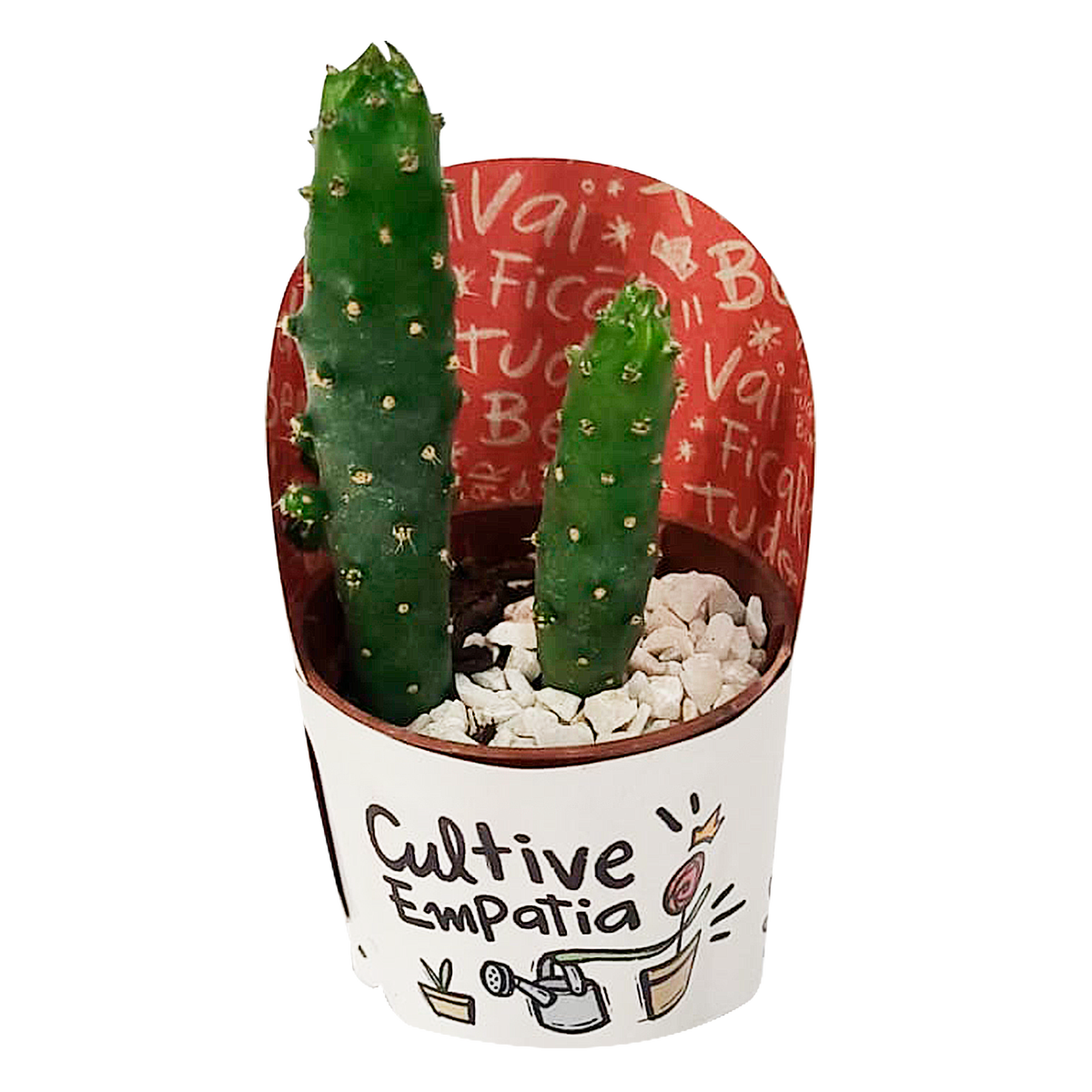 Cactus Pote 06 - Sortido