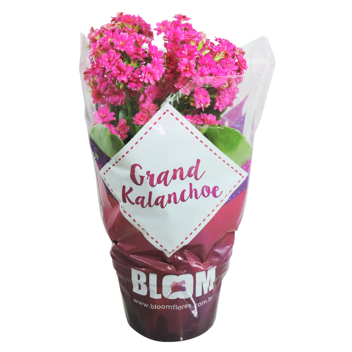 Kalanchoe Dobrado Pote 11 - Sortido