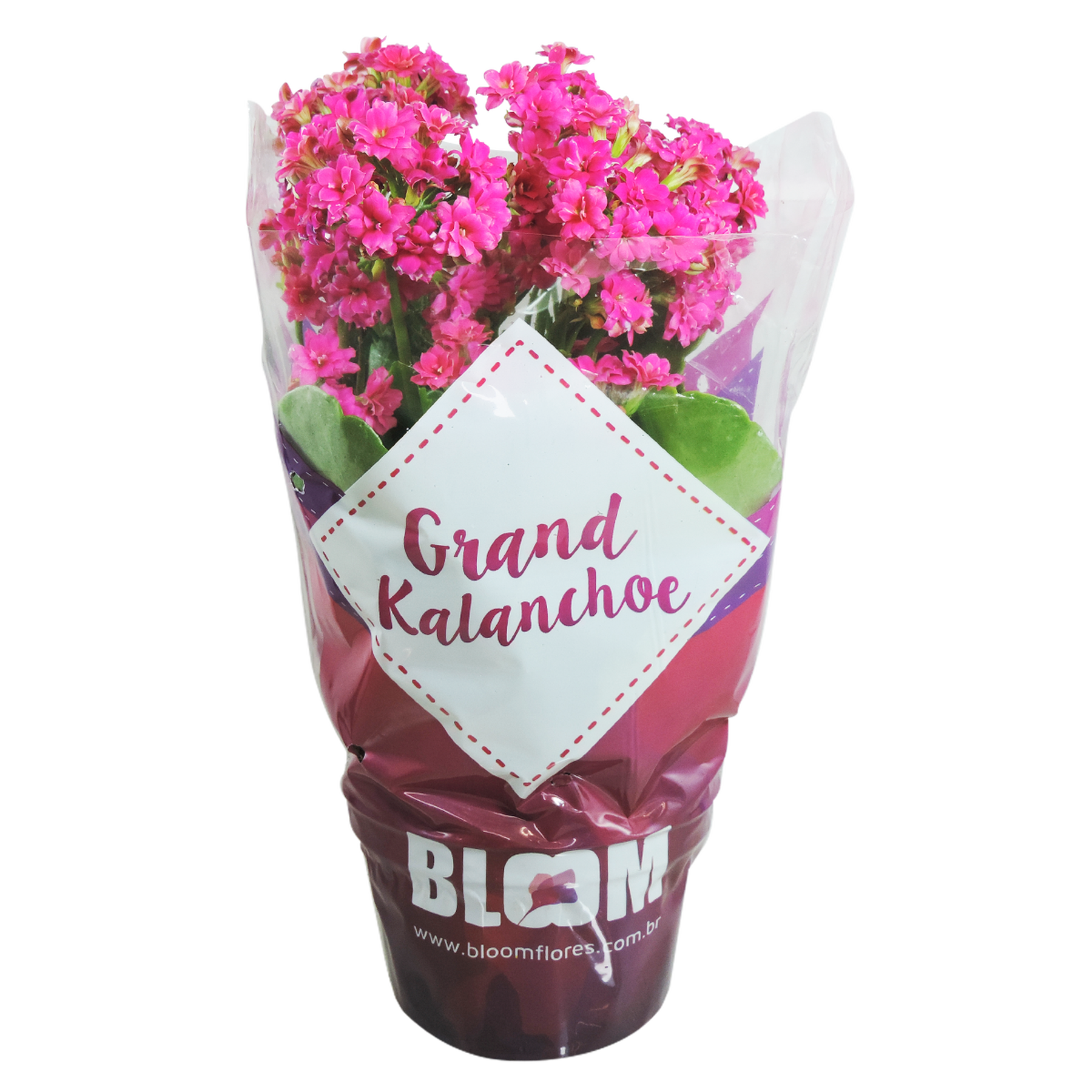 Kalanchoe Dobrado Pote 11 - Sortido