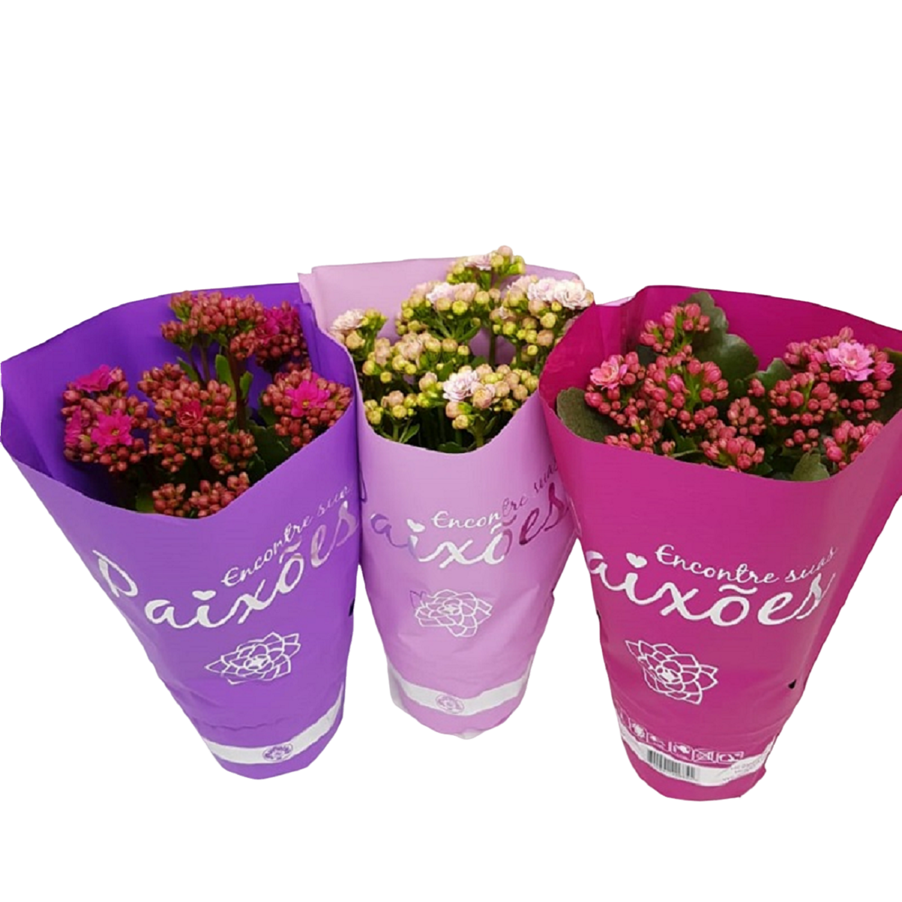 Kalanchoe Dobrado Paix&otilde;es Pote 11 - Sortido