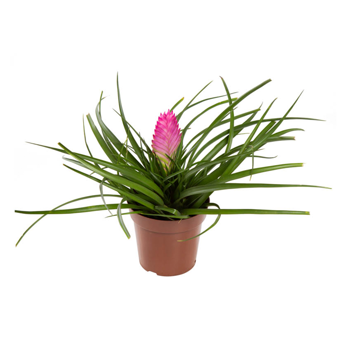 Brom&eacute;lia Tillandsia Cyanea Pote 12