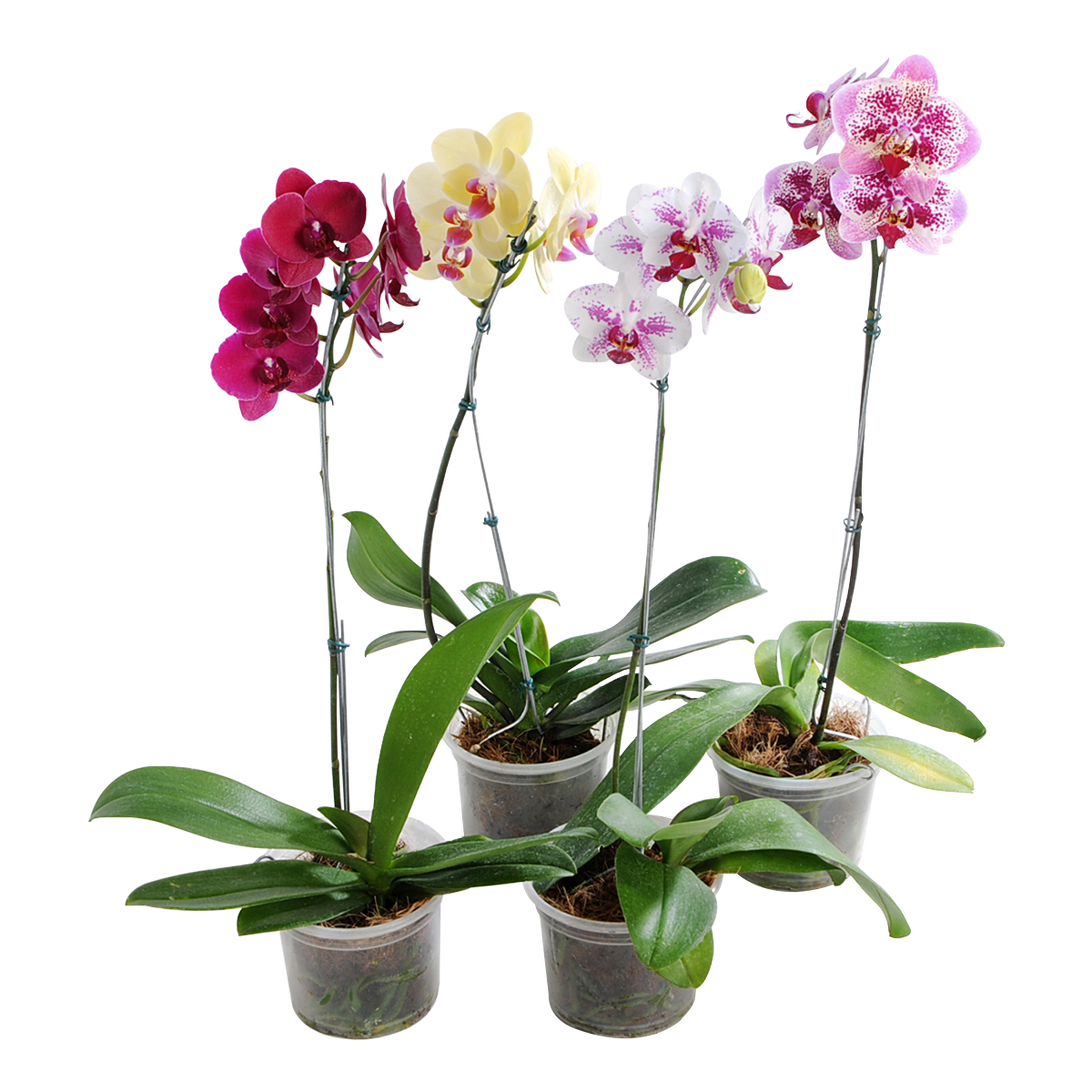 Phalaenopsis Pote 12 - Sortida