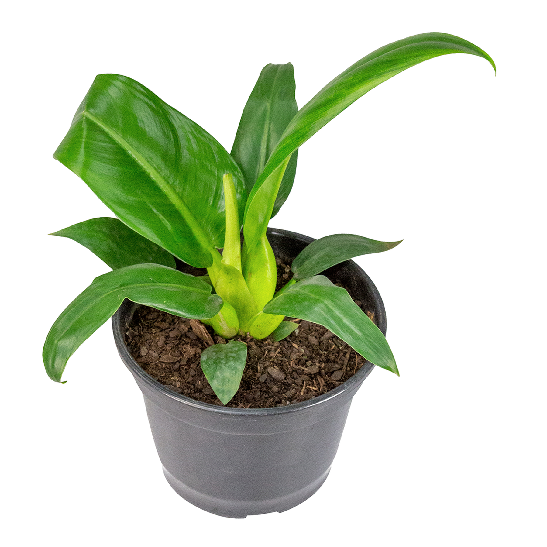 Philodendron Pacová Pote 20