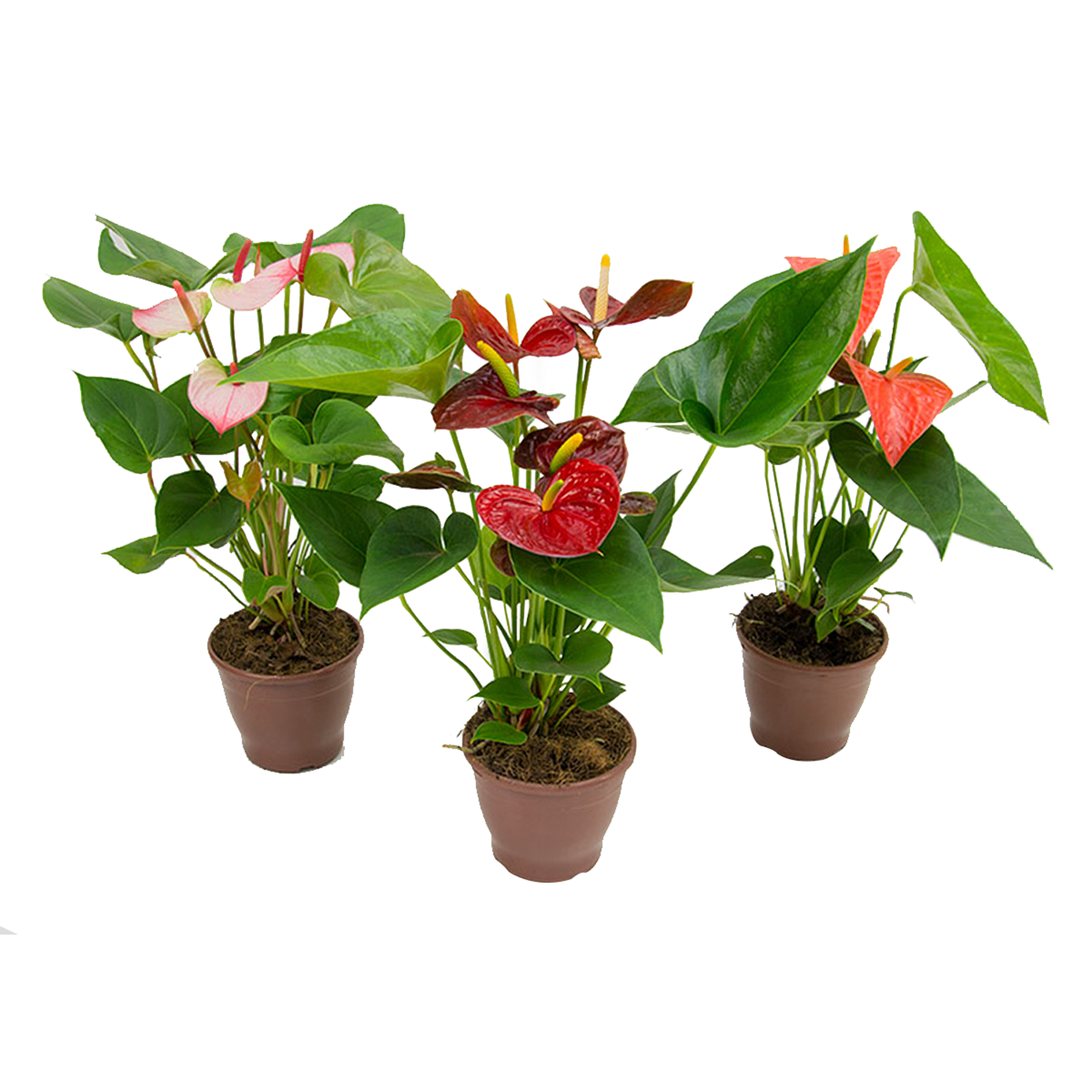 Anthurium Pote 15 - Sortido