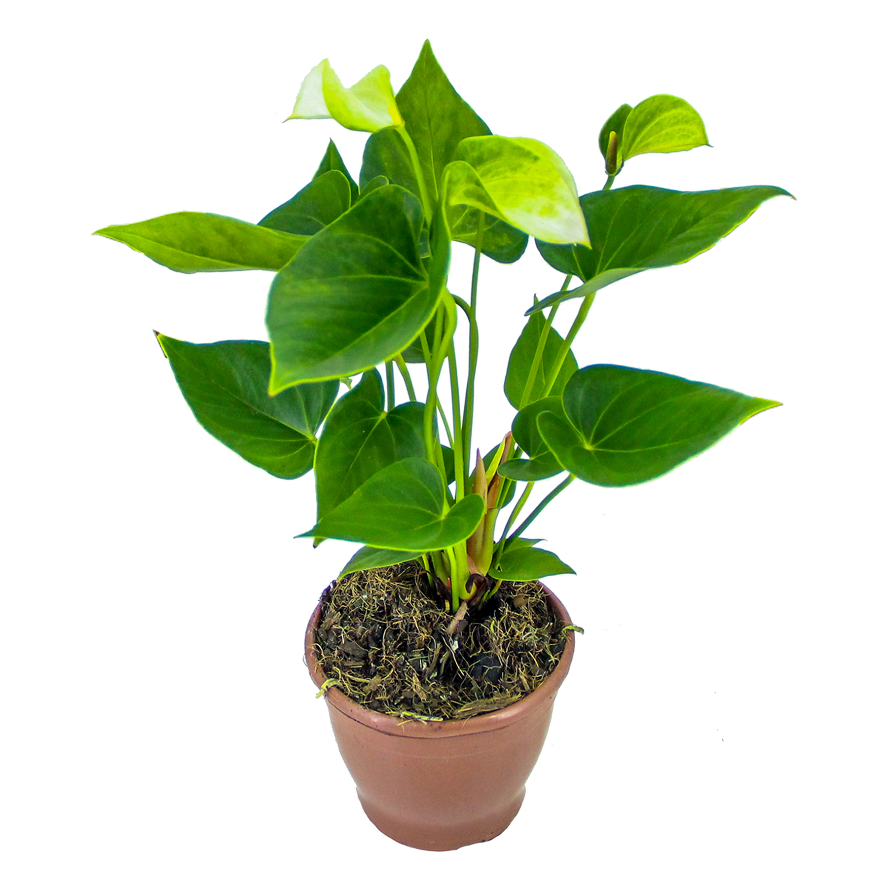 Anthurium Pote 12 - Sortido