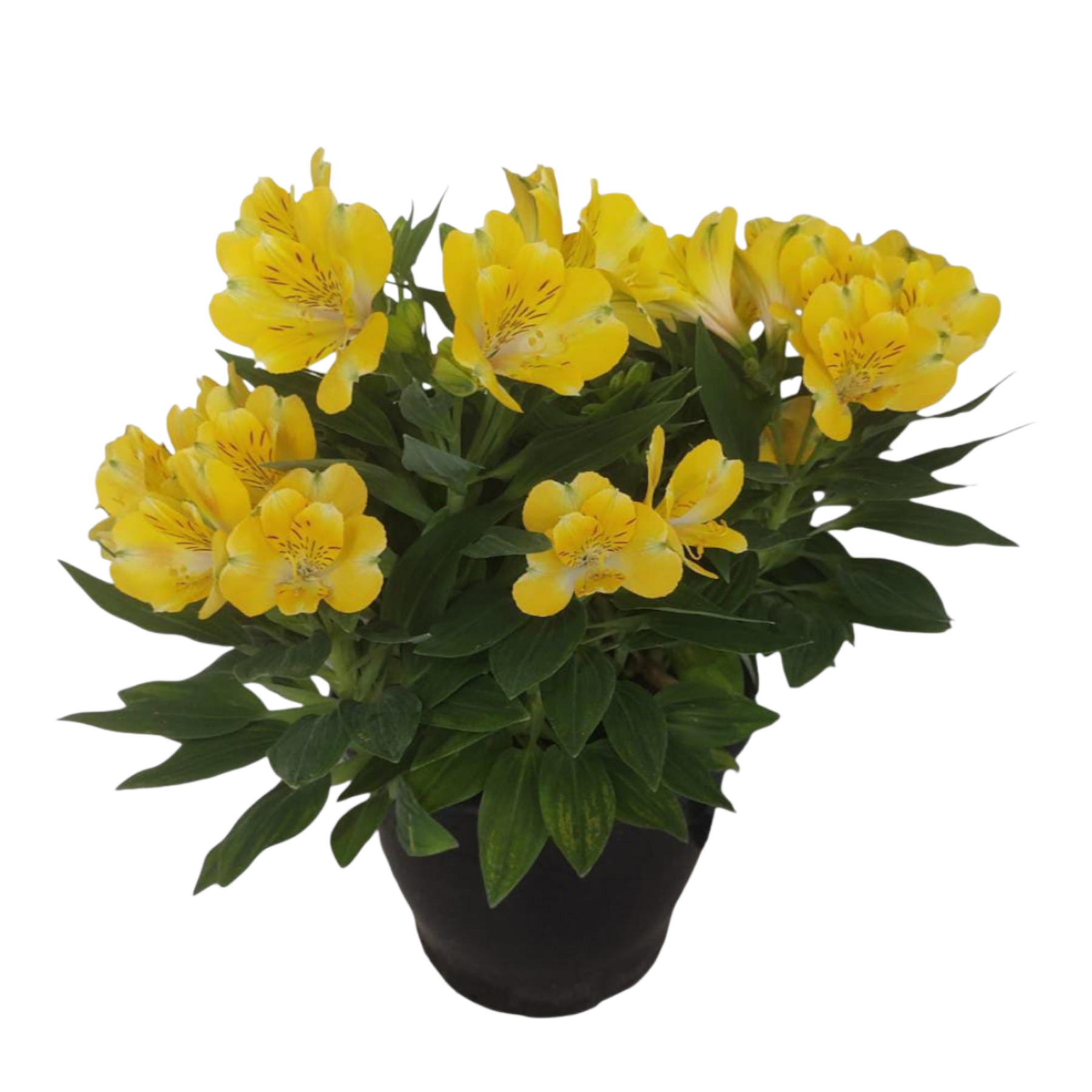 Alstroemeria Variada Pote 19