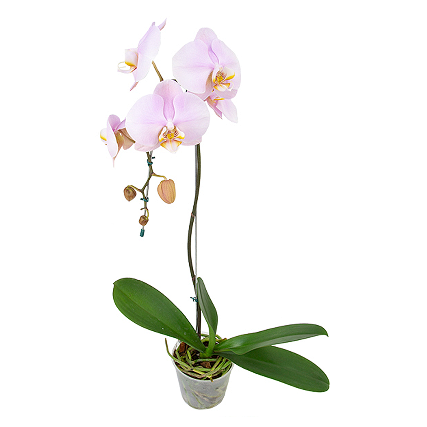 Orquídea Phalaenopsis Cascata Pote 12 - Sortido