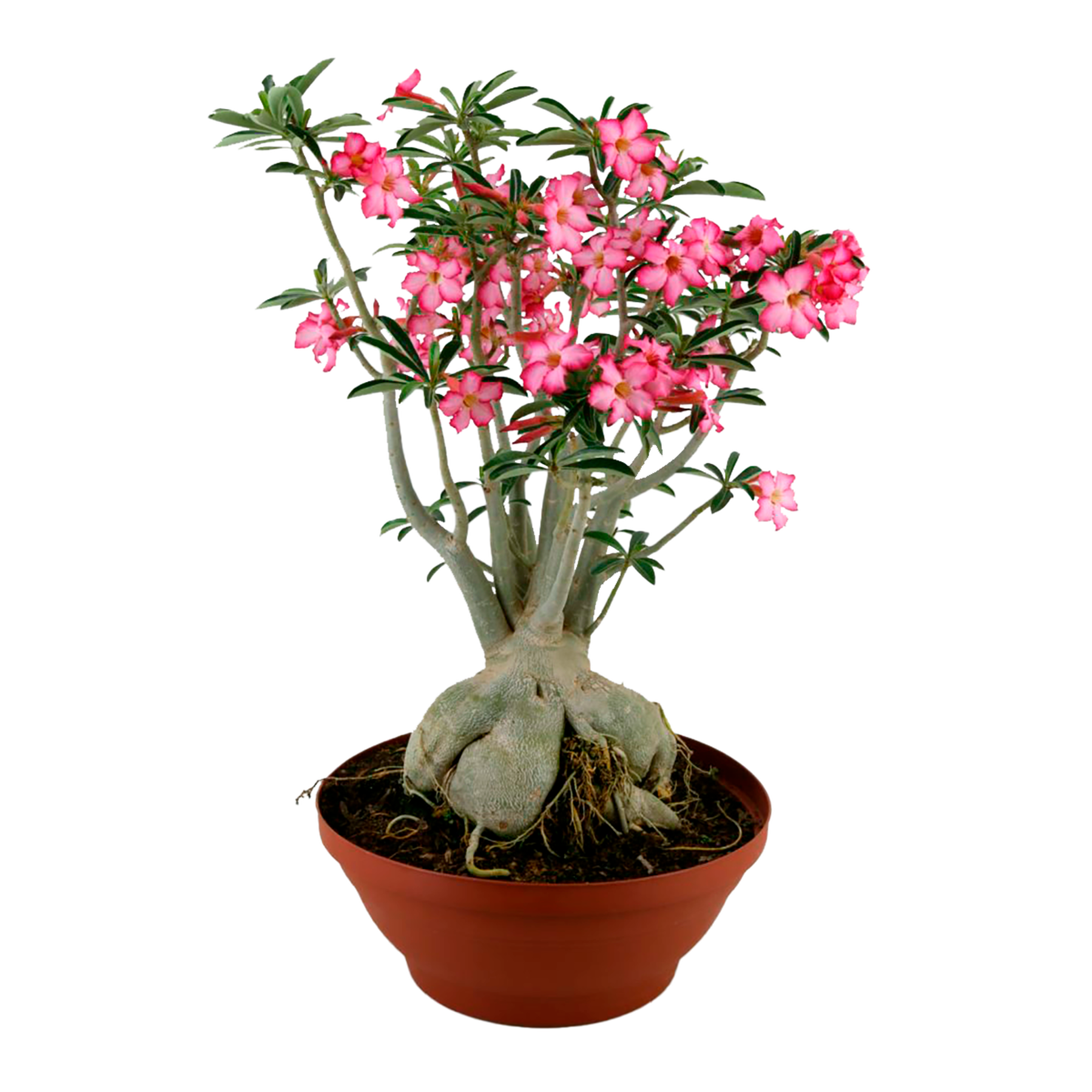 Rosa do Deserto Pote 15
