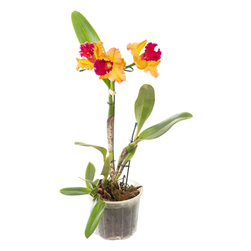 Orquídea Cattleya Pote 15