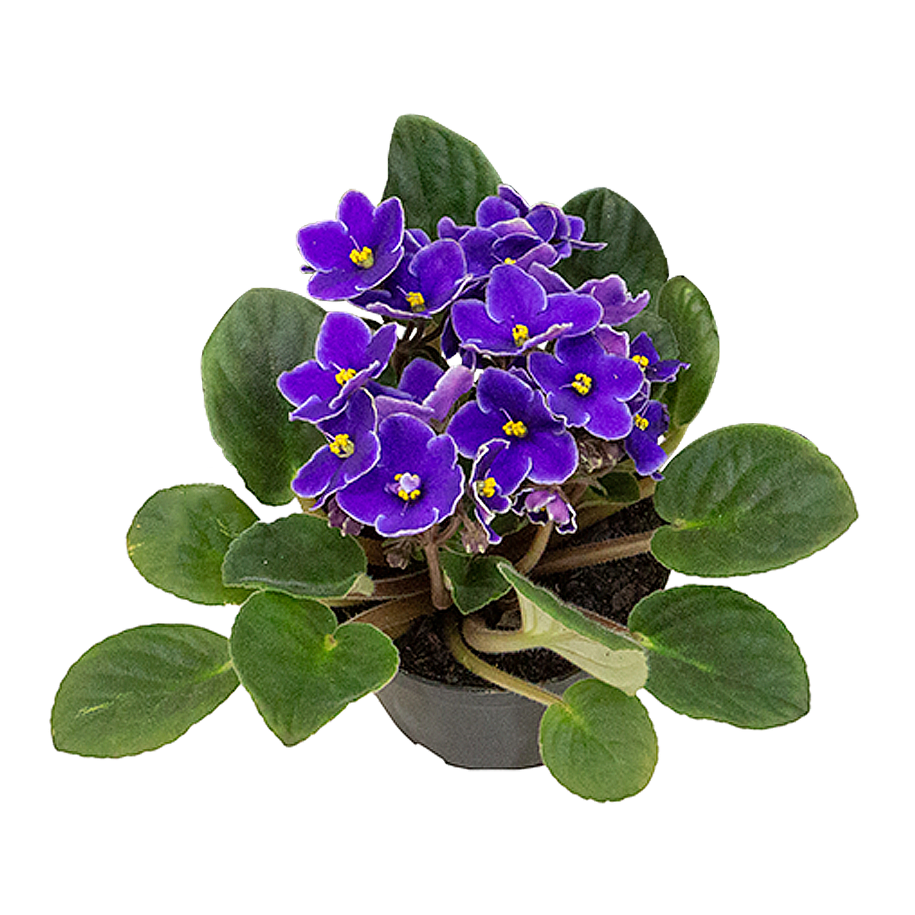 Violeta Pote 11 - Sortida