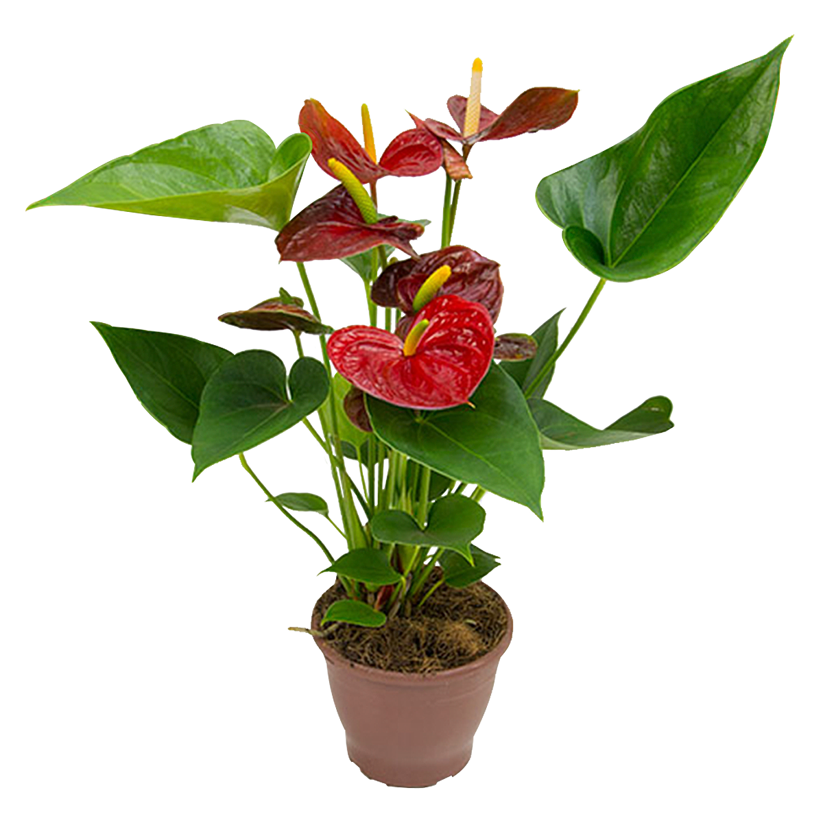 Anthurium Pote 15 - Sortido
