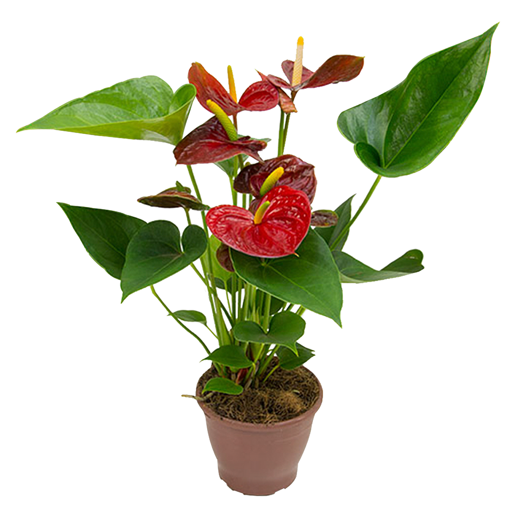 Anthurium Pote 15 - Sortido