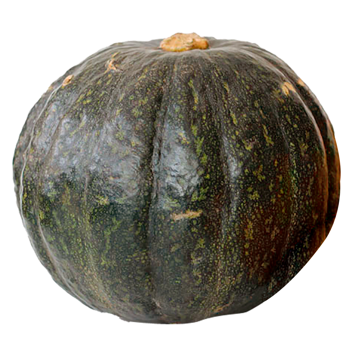 Ab&oacute;bora Japonesa - 1 Unidade aprox. 2.500g