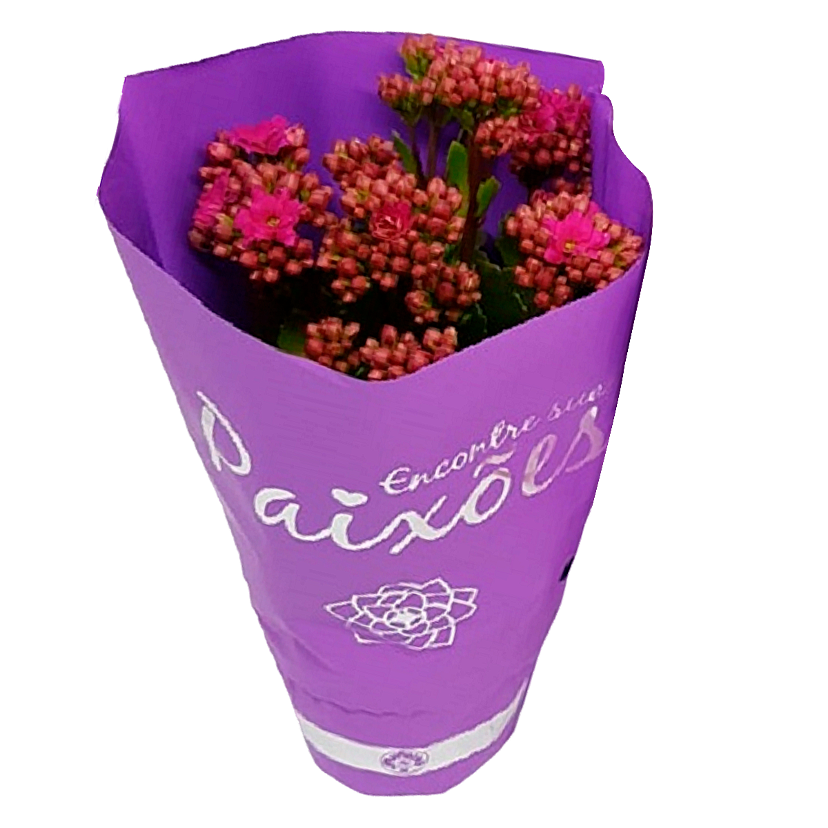 Kalanchoe Dobrado Paix&otilde;es Pote 11 - Sortido