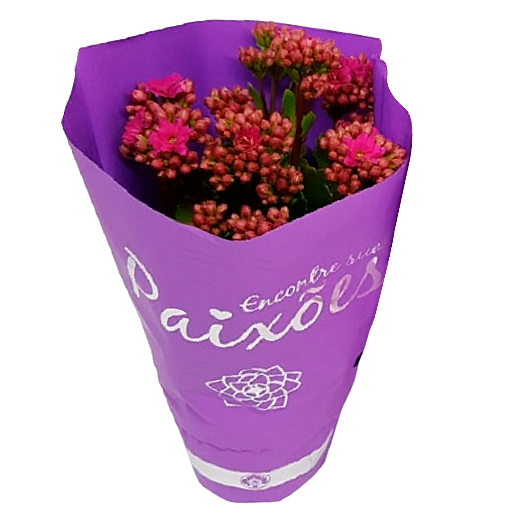 Kalanchoe Dobrado Paix&otilde;es Pote 11 - Sortido