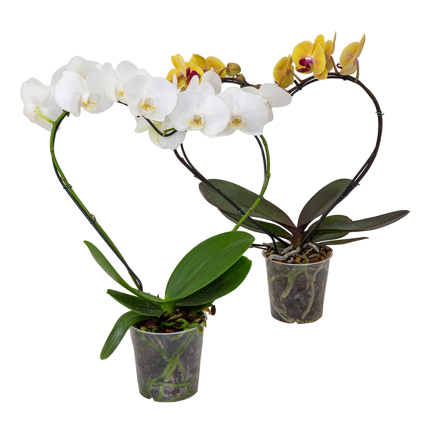 Orqu&iacute;dea Phalaenopsis Cora&ccedil;&atilde;o Pote 12 - Sortida