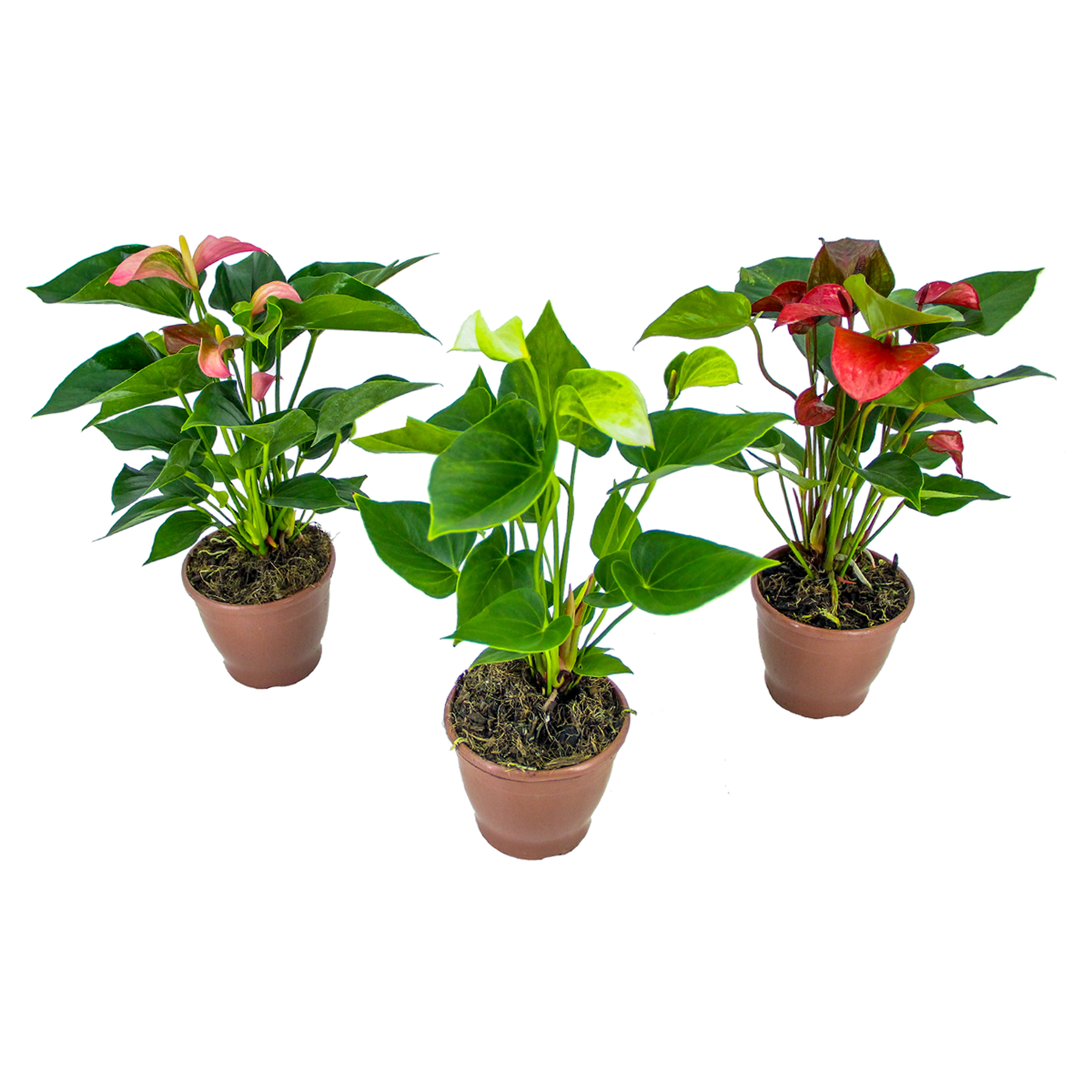 Anthurium Pote 12 - Sortido