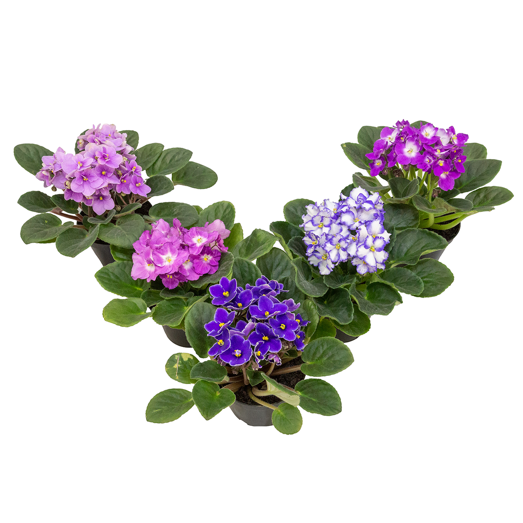 Violeta Pote 11 - Sortida