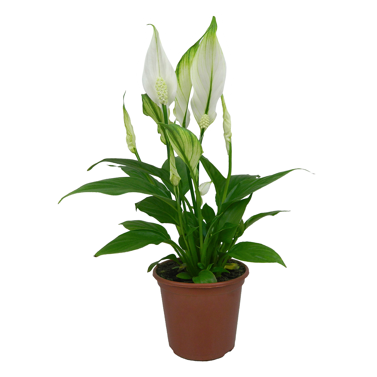 L&iacute;rio da Paz Spathiphyllum Pote 11