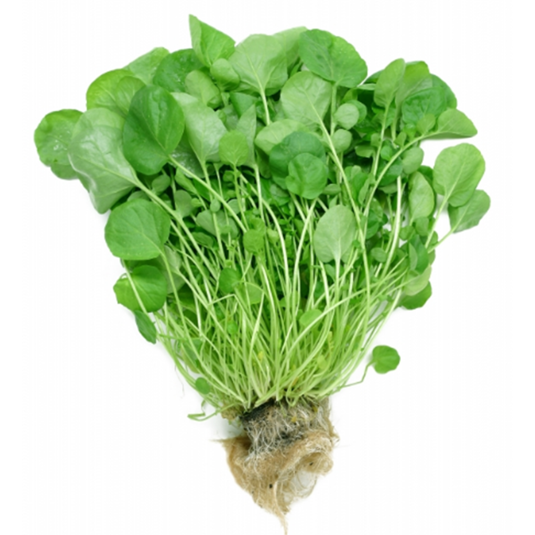 Agri&atilde;o Vale Verde 120g
