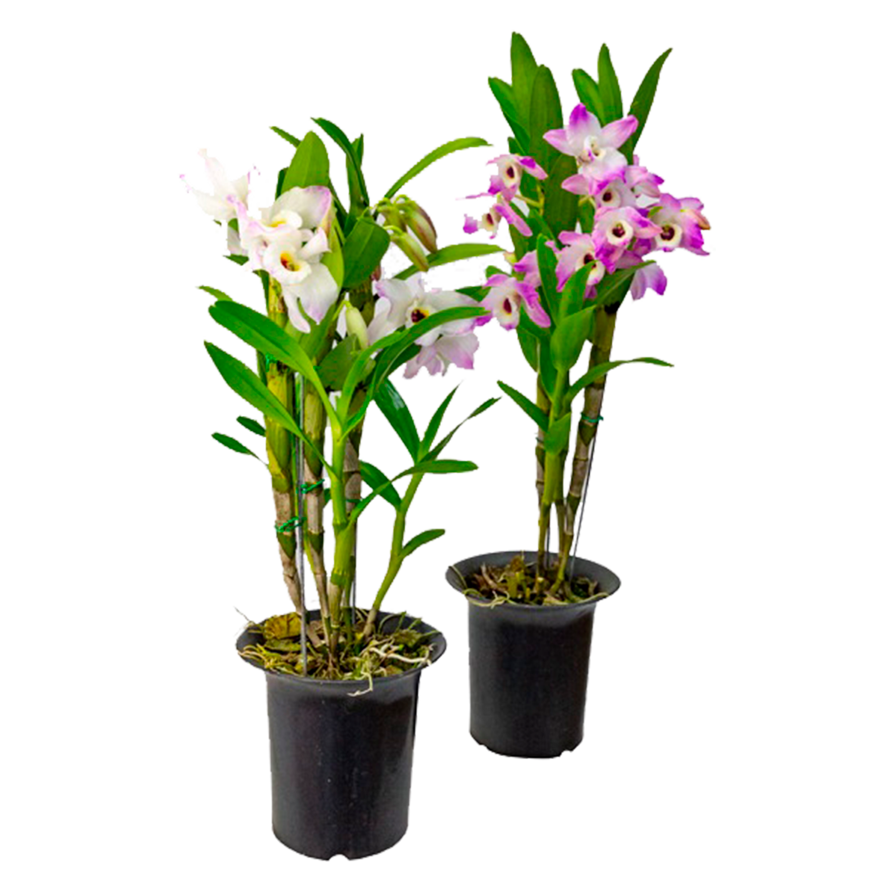 Orquídea Dendrobium Nobily Pote 15 - Sortido