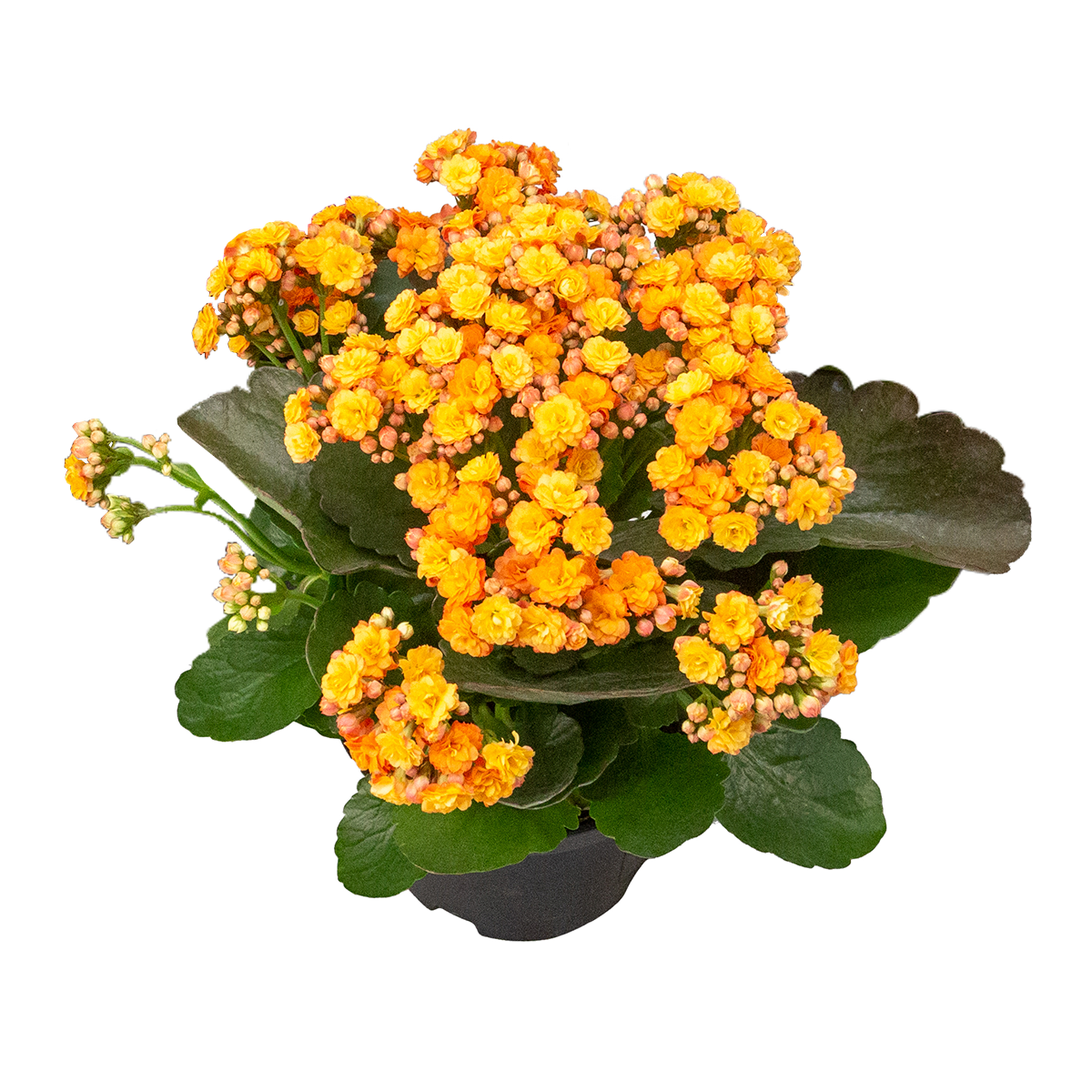 Kalanchoe Dobrado Pote 15 - Sortido