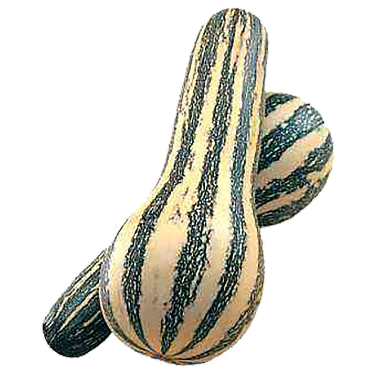 Ab&oacute;bora Seca Paulistinha - 1 Unidade aprox. 850g