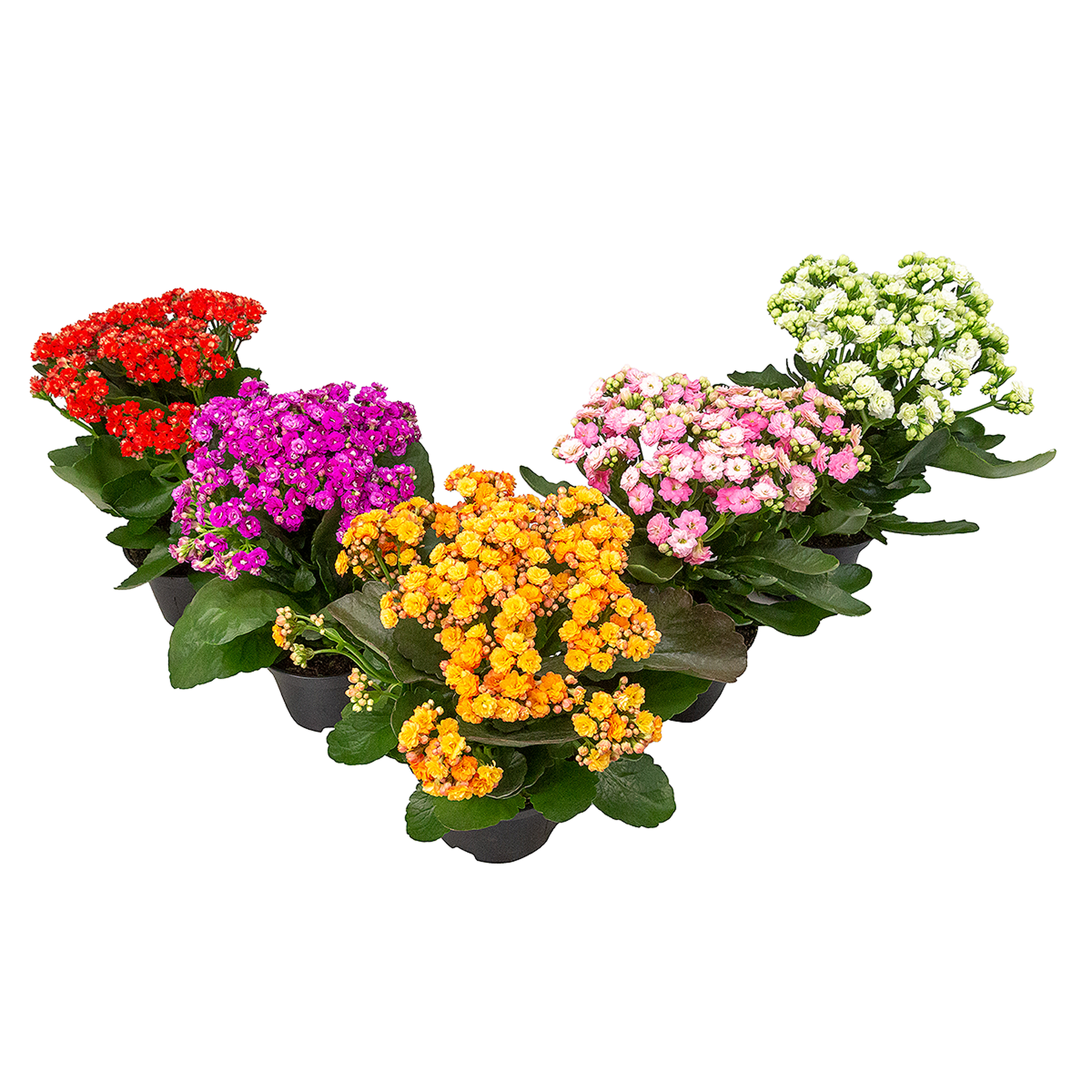 Kalanchoe Dobrado Pote 15 - Sortido