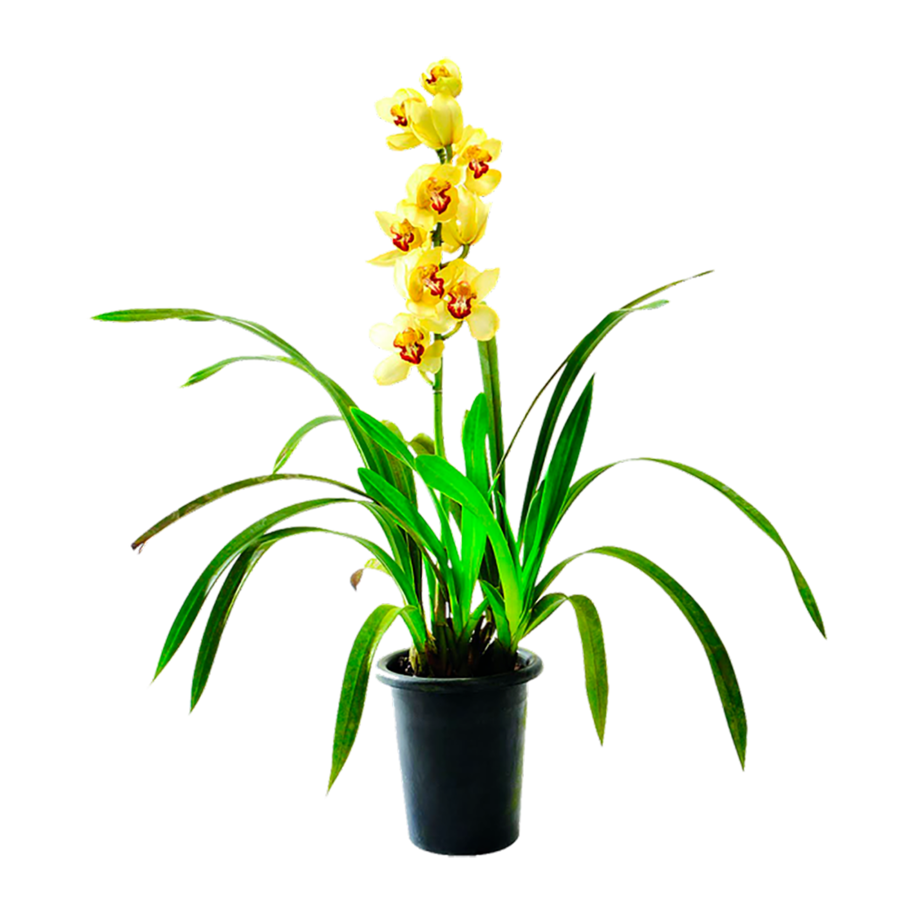 Cymbidium Pote 18