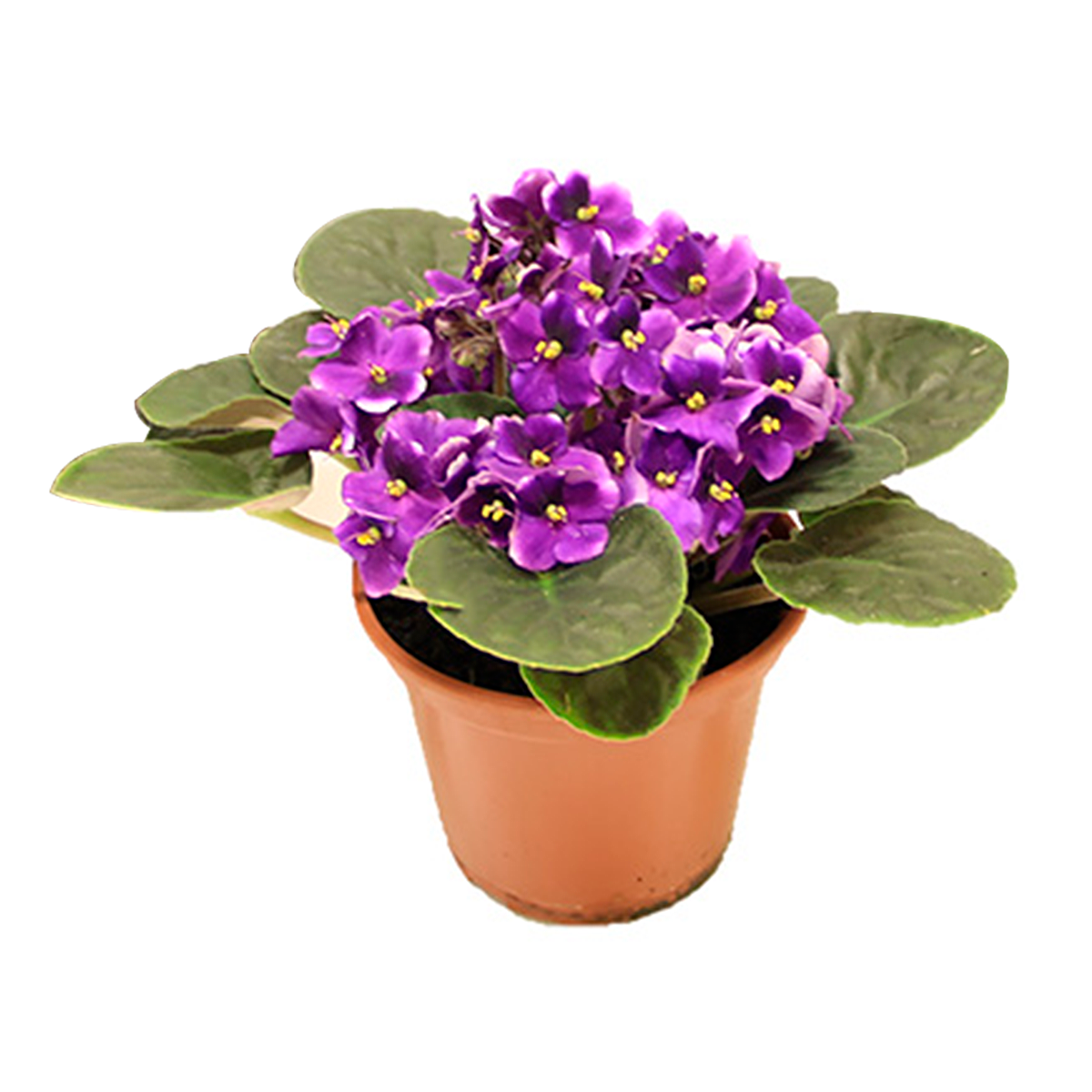 Violeta Pote 15 - Sortida