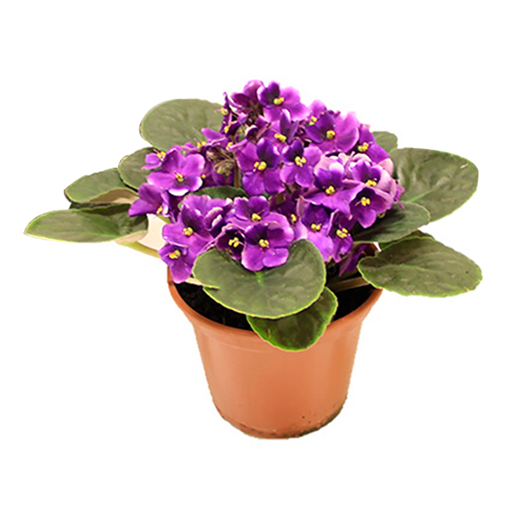 Violeta Pote 15 - Sortida